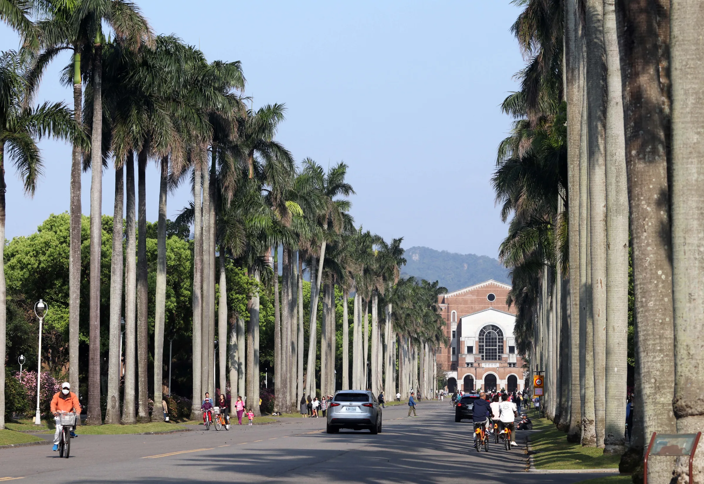 ファンが自転車で「突撃」した国立台湾大学の椰林大道（資料写真、蘇仲泓撮影）