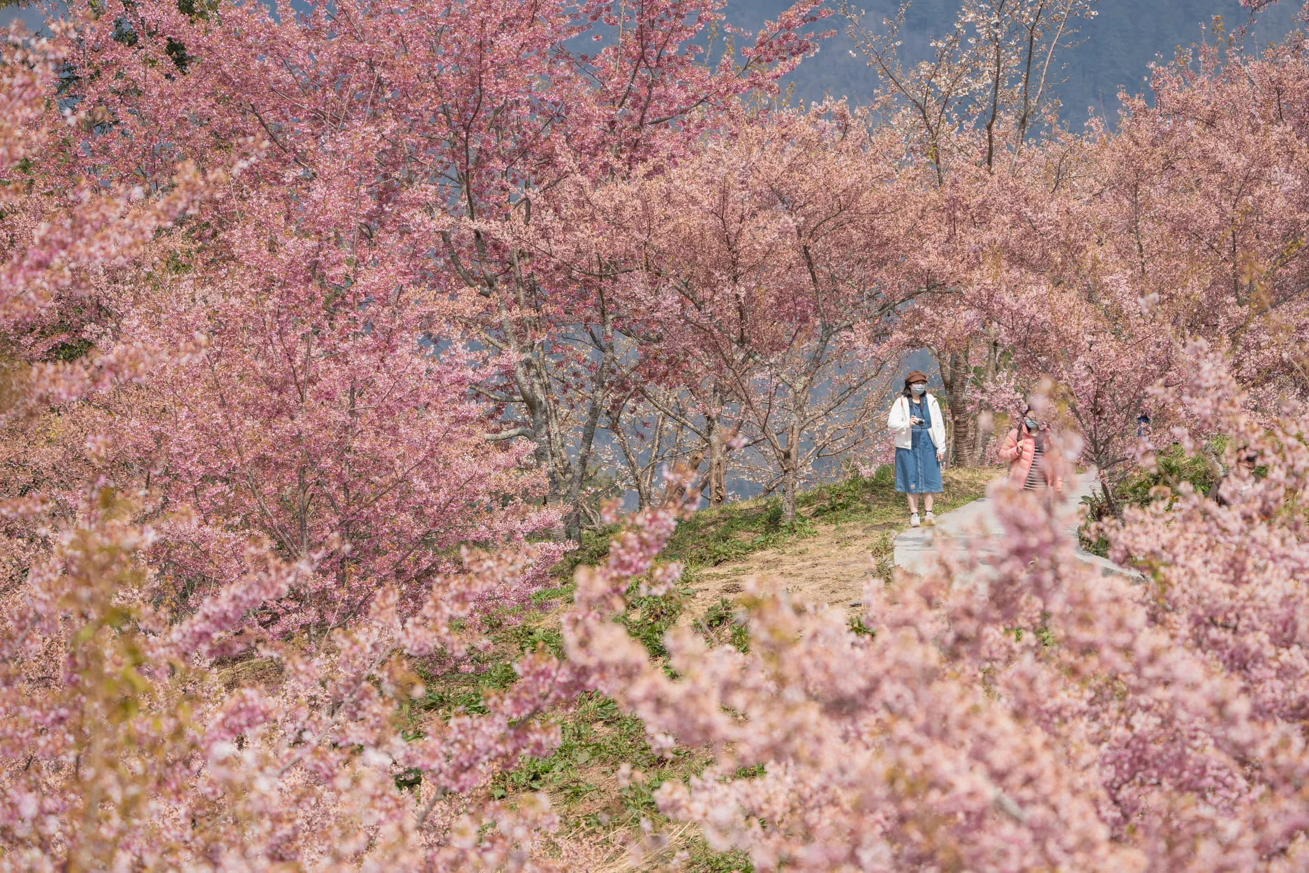 台灣賞櫻景點推薦：福壽山農場。（圖／取自福壽山農場FushoushanFarm臉書）