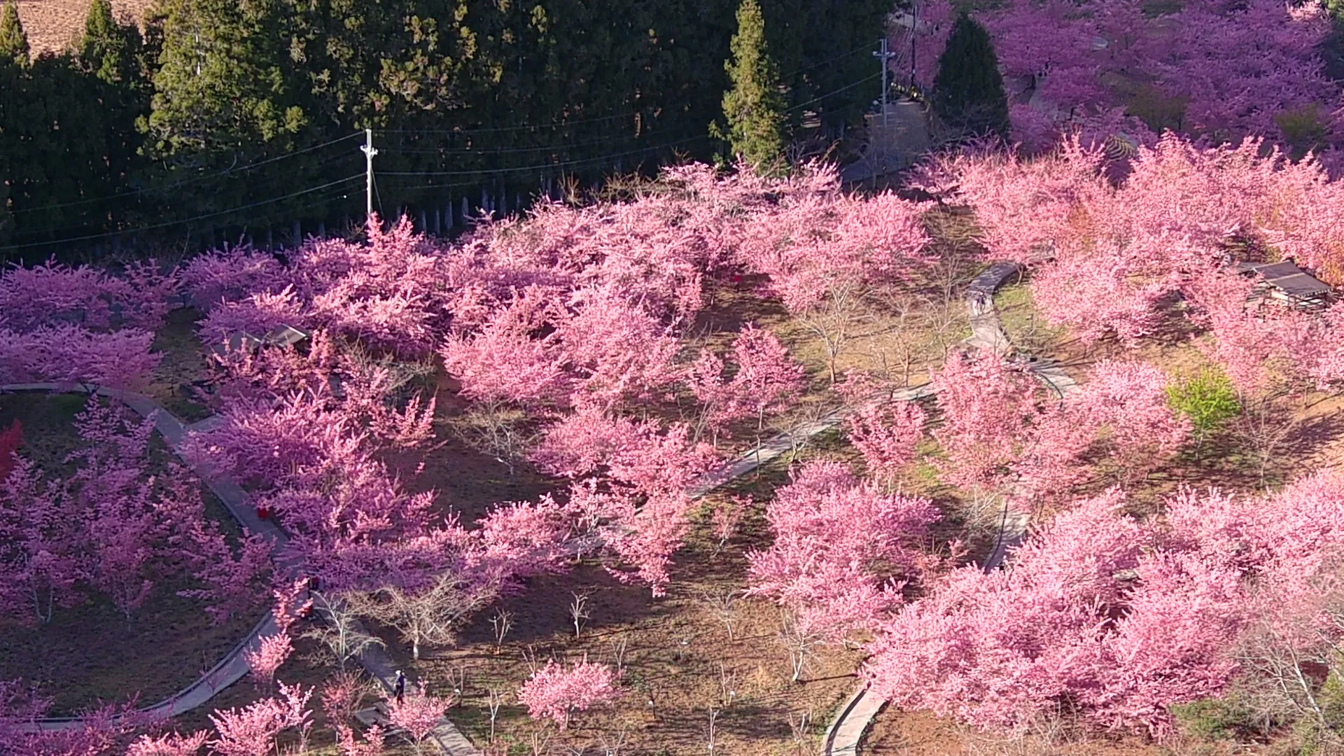 福壽山農場（圖／翻攝自臉書專頁福壽山農場FushoushanFarm）