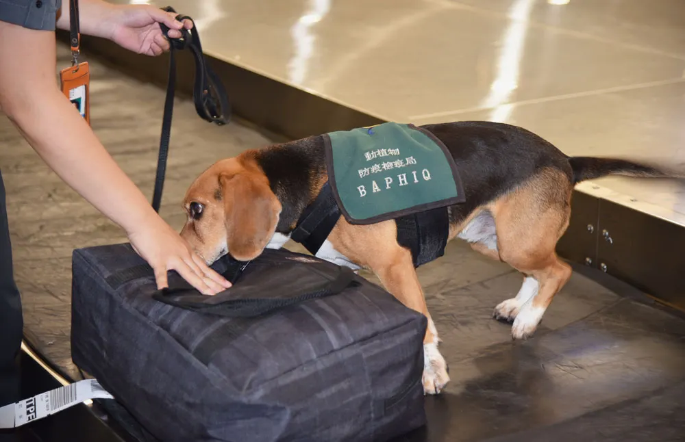 檢疫犬是防檢局防止非洲豬瘟入台的祕密武器。（農委會提供）