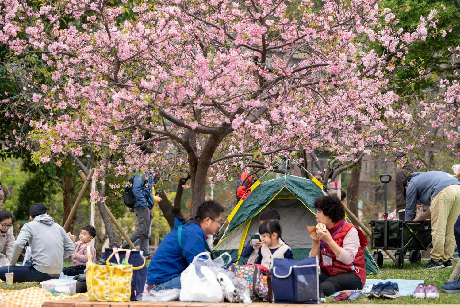 新竹公園每到櫻花盛開季節，都會吸引不同年齡層遊客在此進行休閒娛樂活動。（圖／新竹市政府提供）
