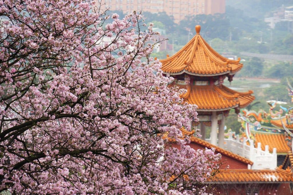 淡水無極天元宮櫻花。（圖／取自臺北旅遊網）