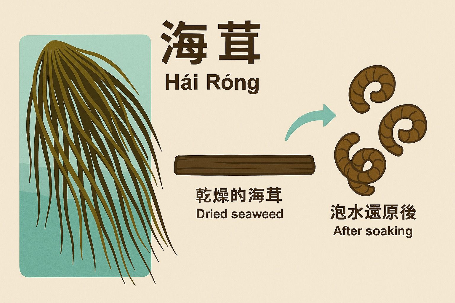 海茸（圖／取自廖炯程）
