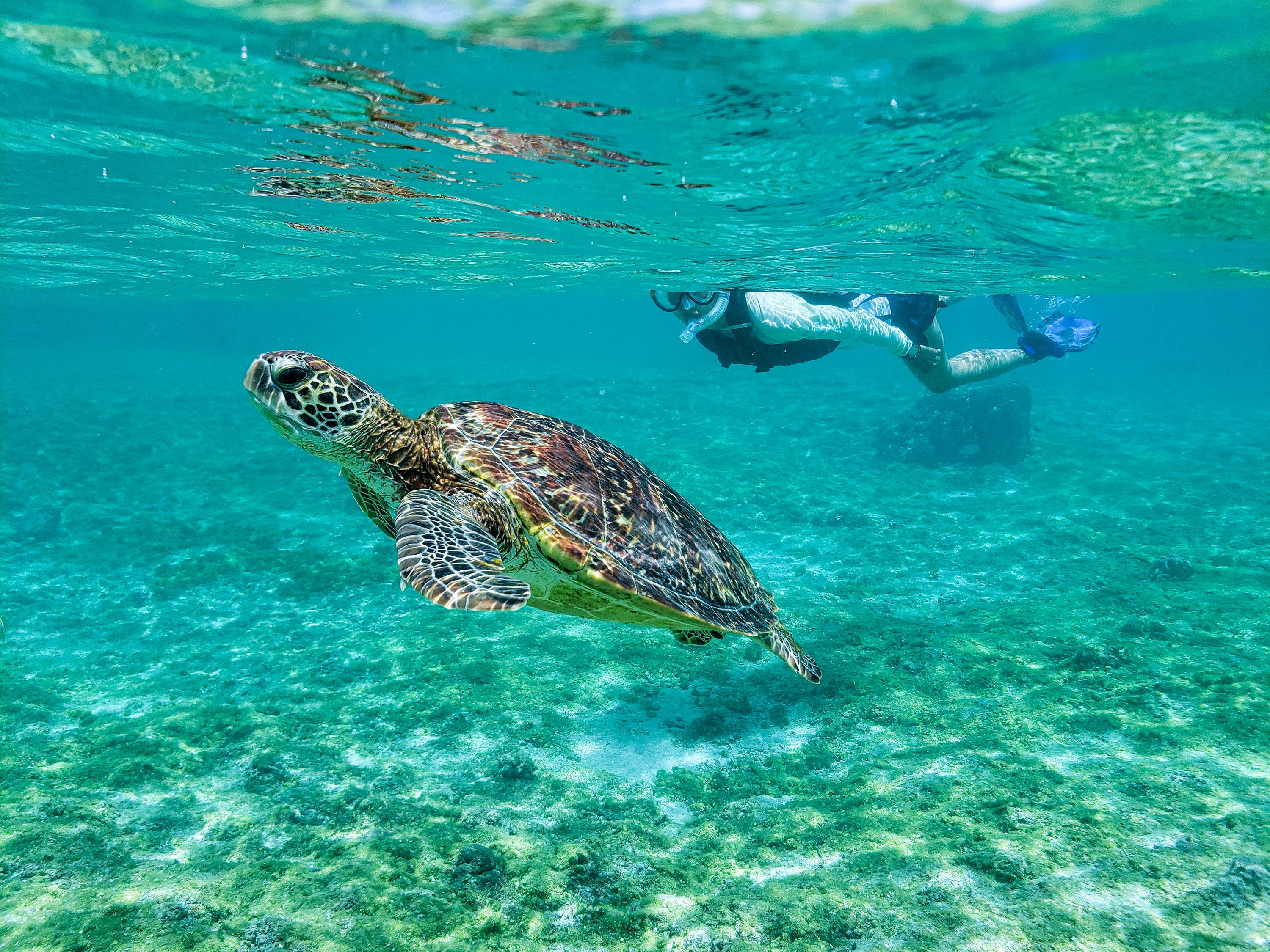 蔚藍的海洋中，充滿種類繁多的海洋生物，也成為浮潛和潛水活動的勝地。（圖：星宇航空）