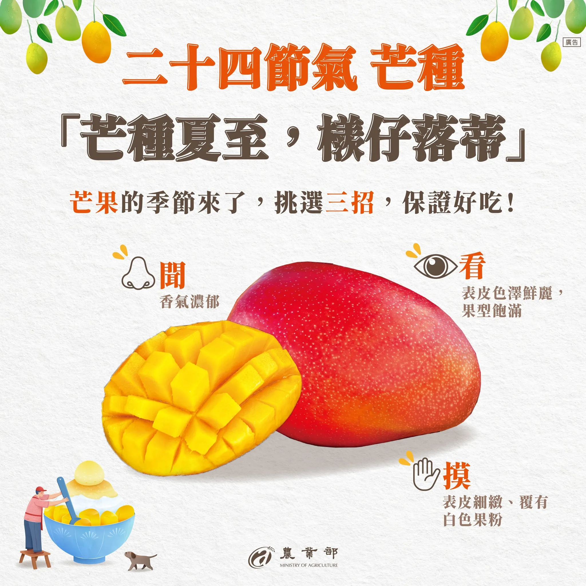芒果挑選方式，農業部教3招輕鬆挑保證好吃。（圖／取自農業部）