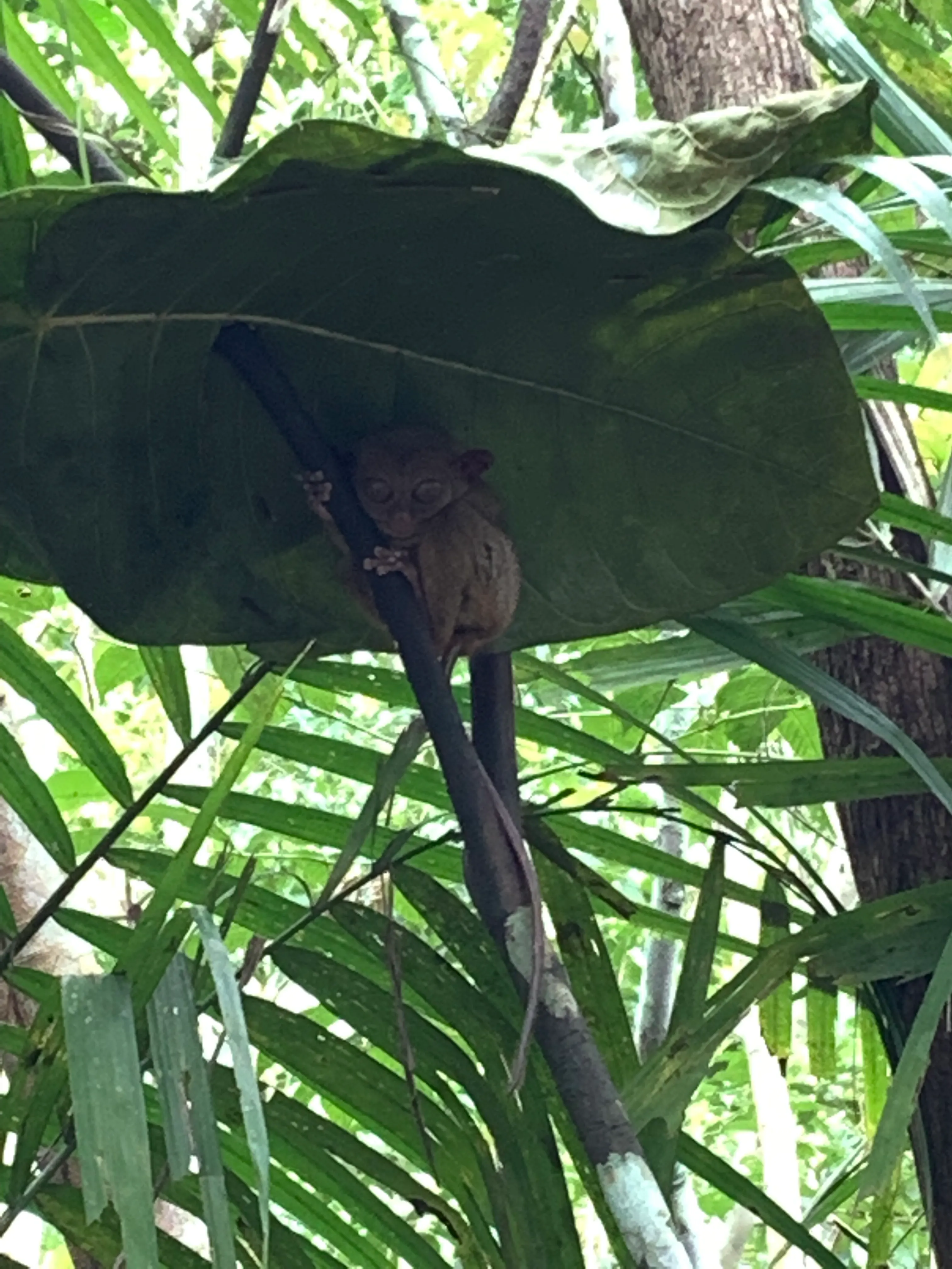 菲律賓眼鏡猴。（資料照／梁溶珈攝）