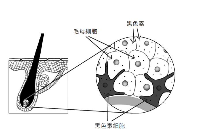 毛囊內毛母細胞和黑色素細胞的示意圖。黑色素細胞製造黑色素，傳送到毛母細胞，形成頭髮的顏色。（圖／墨刻提供）
