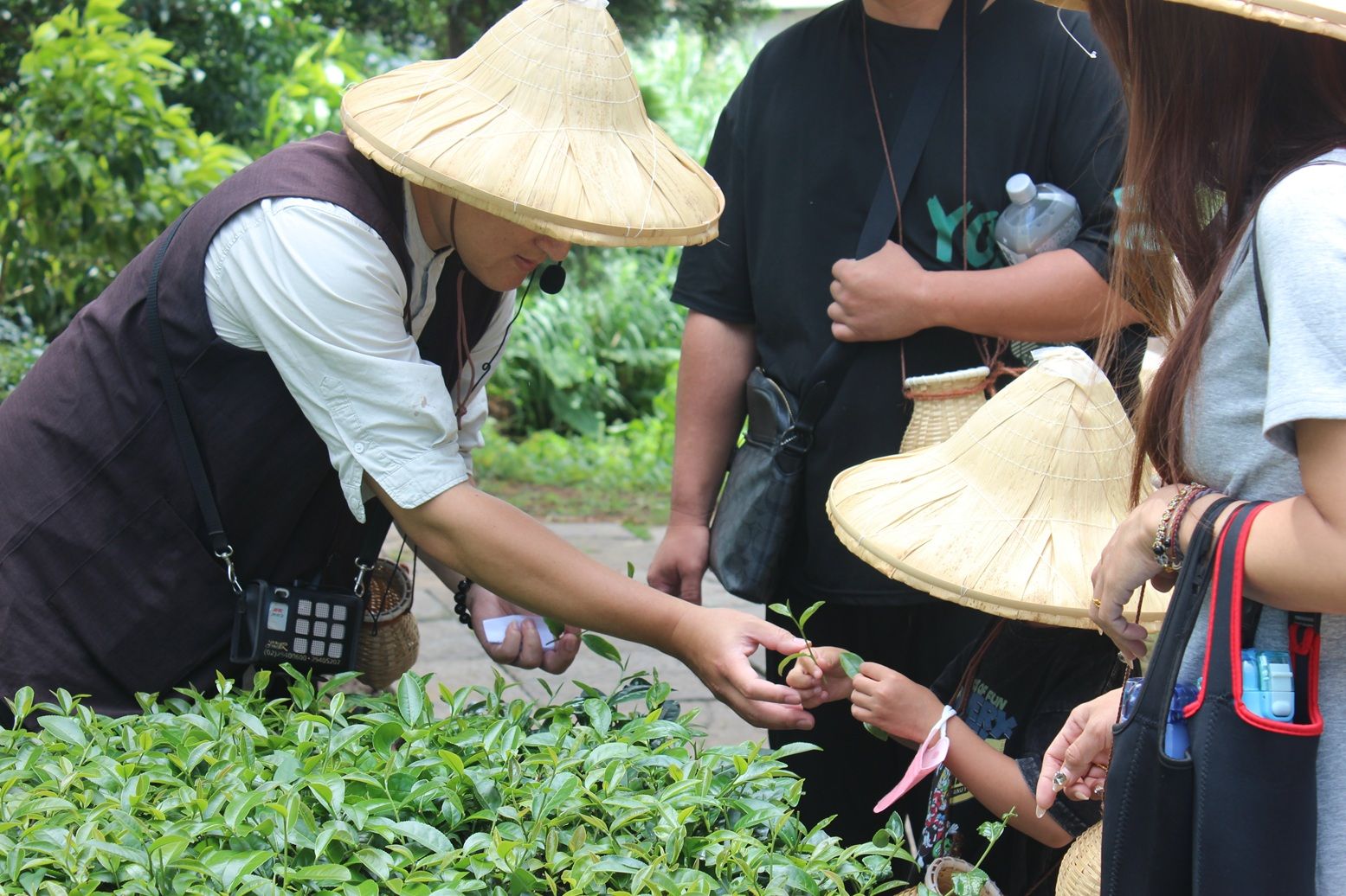 臺灣客家茶文化館結合採茶體驗，深入介紹客茶文化及產業。（圖／桃園市政府客家局提供）