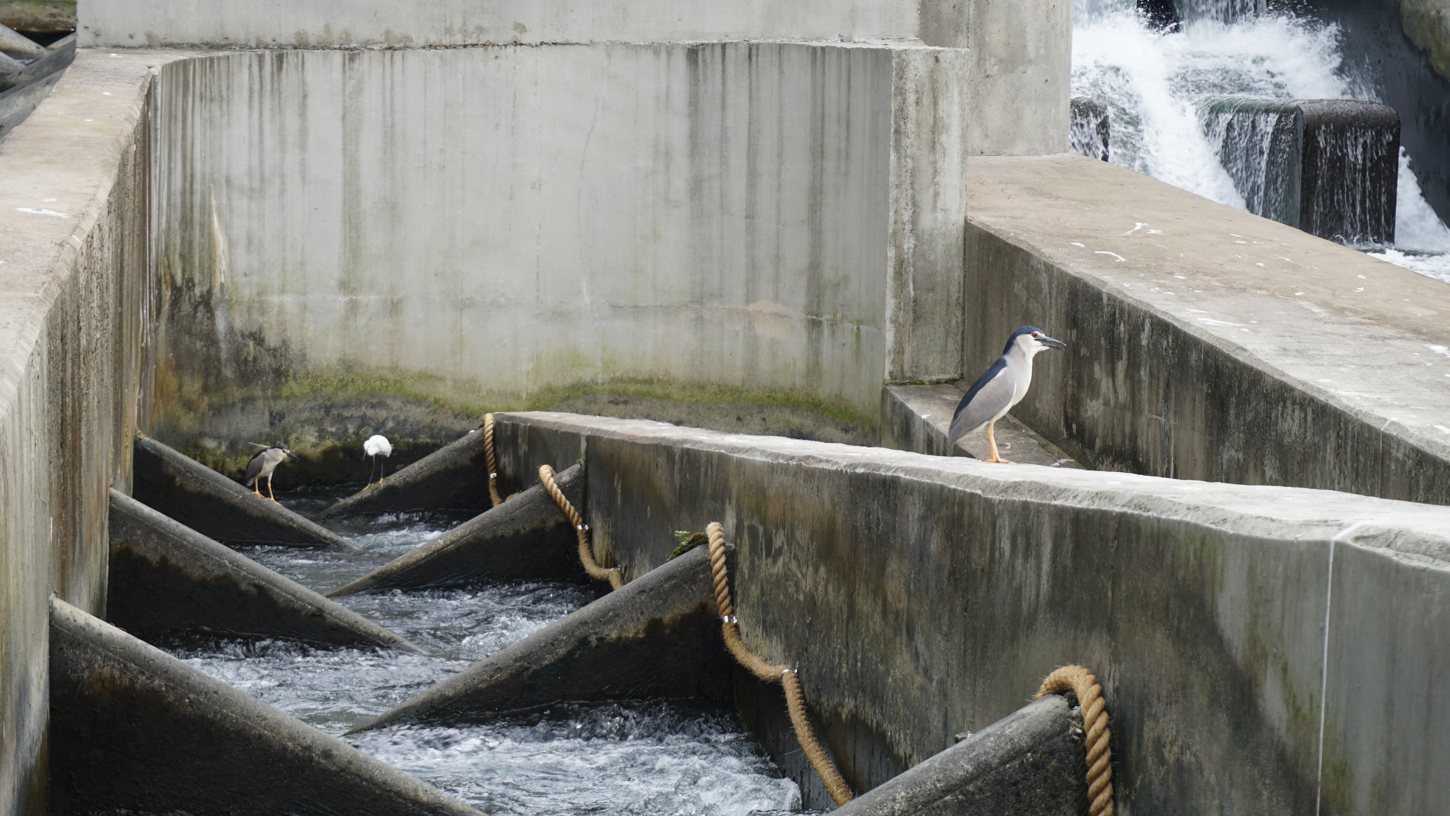 長達132公尺的碧潭堰魚道自2023年8月啟用至今，即將邁入第三個年頭，歡迎全球民眾來玩。(圖/新北市水利局提供)