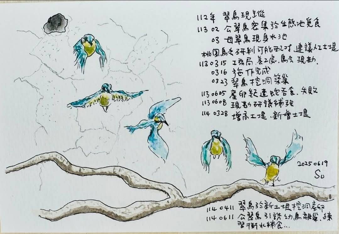 蘇俊賓在臉書上分享手繪小翠鳥離巢覓食瞬間感動。