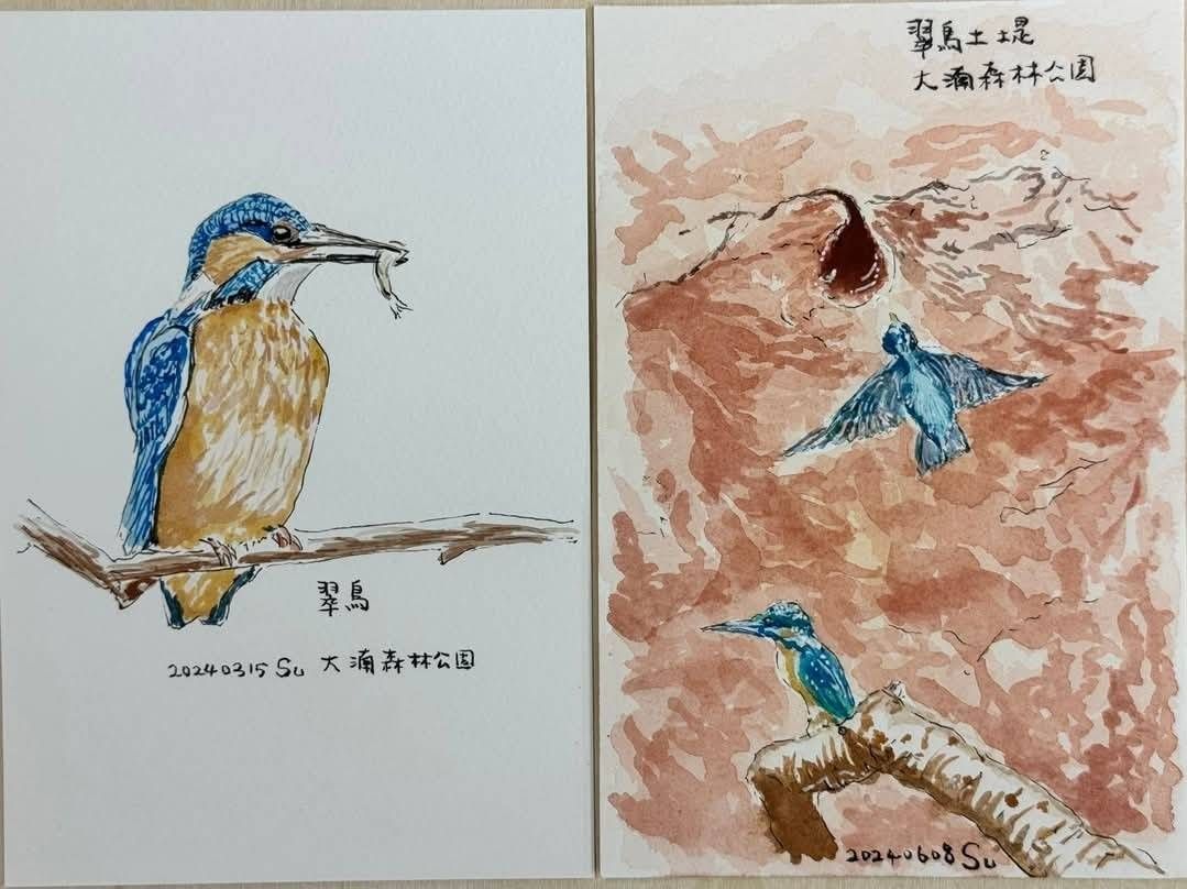 蘇俊賓在臉書上分享翠鳥手繪圖。