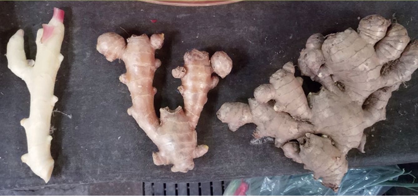 左：嫩薑（四個月）、 中：粉薑（六個月）、右：老薑（十個月）。（圖／晴好出版提供）