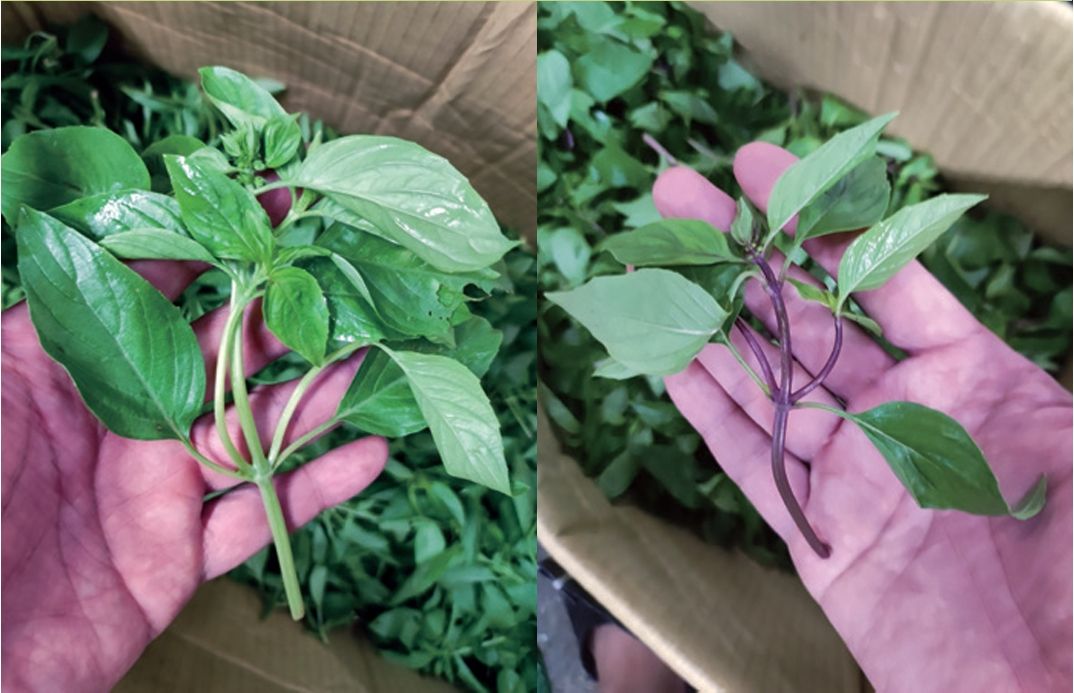 左：青骨九層塔、右：紅骨九層塔。（圖／晴好出版提供）