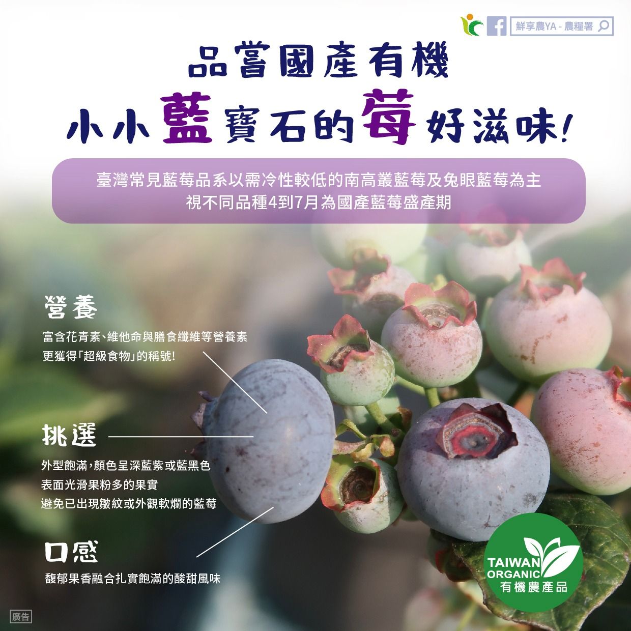 藍莓。（圖／取自鮮享農YA - 農糧署）