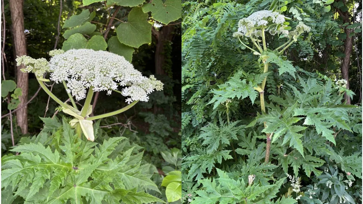 近日北海道大學校園東南側驚傳發現超過10株世界最具毒性的植物之一「巨型霍格威德（Giant Hogweed）」，由於該植物汁液具有強烈光敏性，接觸皮膚後若暴露於陽光下，可能引發水泡、灼傷，甚至導致失明。（圖／翻攝自X／@EiKawasaki）