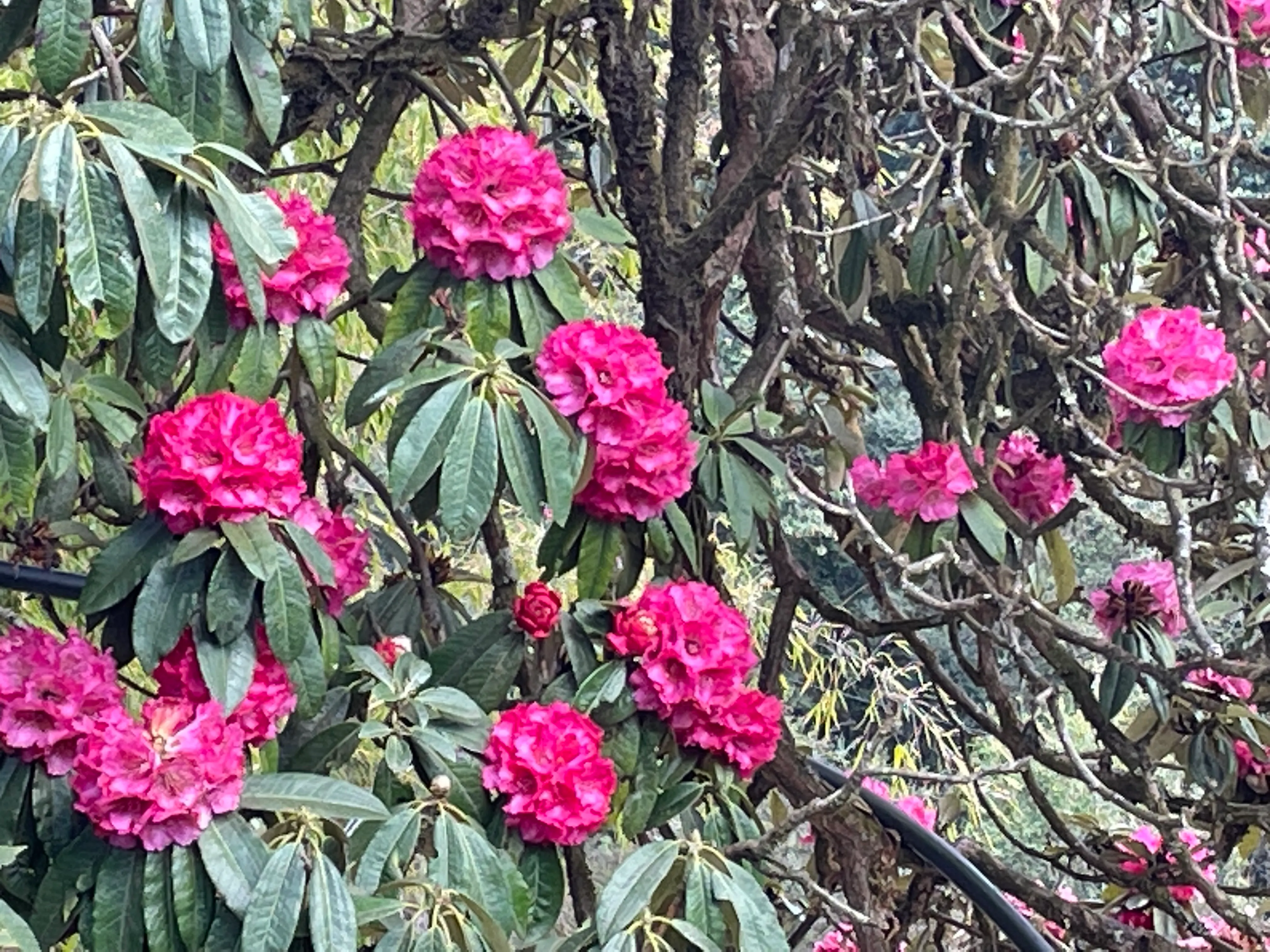 圖說:喜馬拉雅山的高山杜鵑,花朵碩大鮮麗如牡丹。(品味私塾提供)