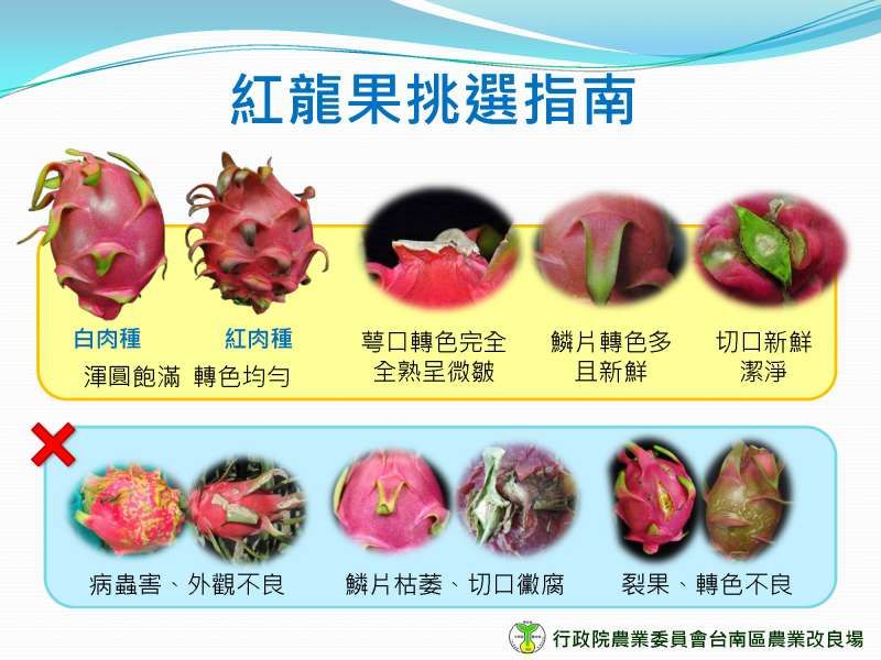 火龍果挑選技巧。（圖／取自行政院農委會台南場網站）