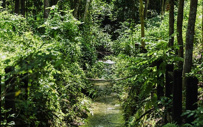 第25屆美濃黃蝶祭7月12日揭幕。（鍾喬提供）