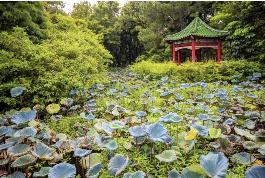台北免費展館推薦:台北植物園。(圖/取自台北旅遊網)