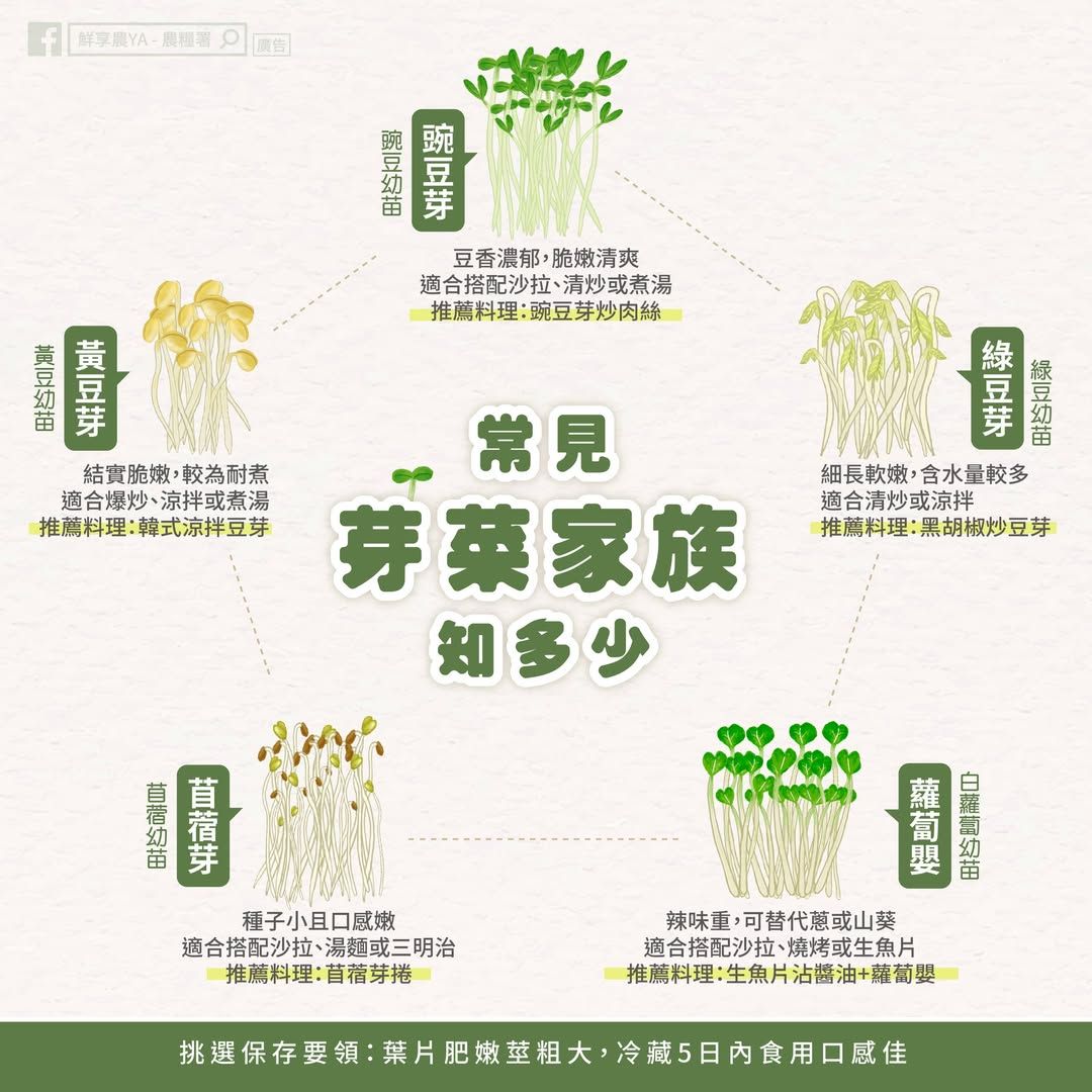 「芽菜類」蔬菜有黃豆芽、綠豆芽、豌豆芽、苜蓿芽、蘿蔔芽等。（圖／取自農糧署臉書）