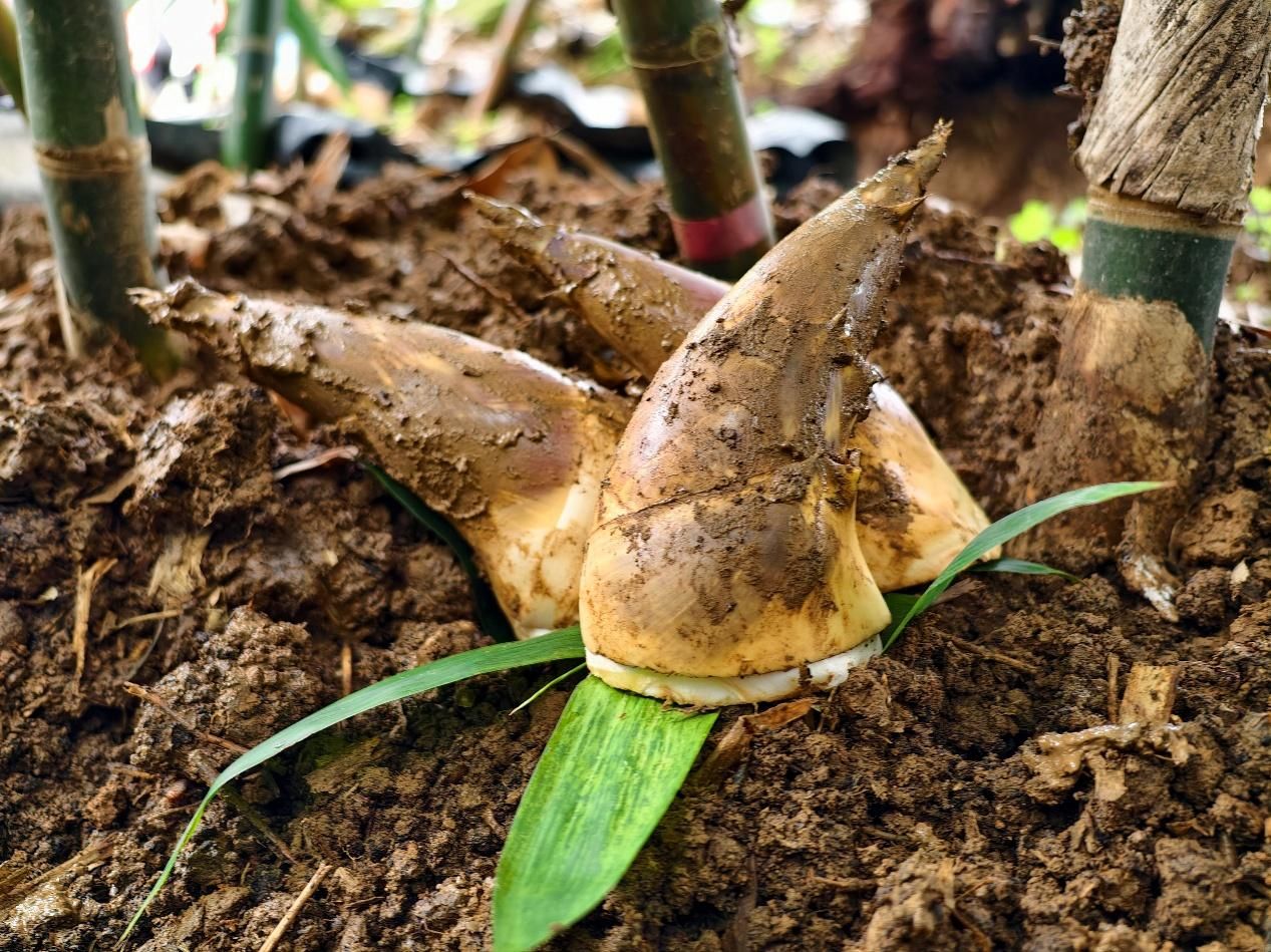 每年5月至9月正式台北「綠竹筍」的盛產期。
