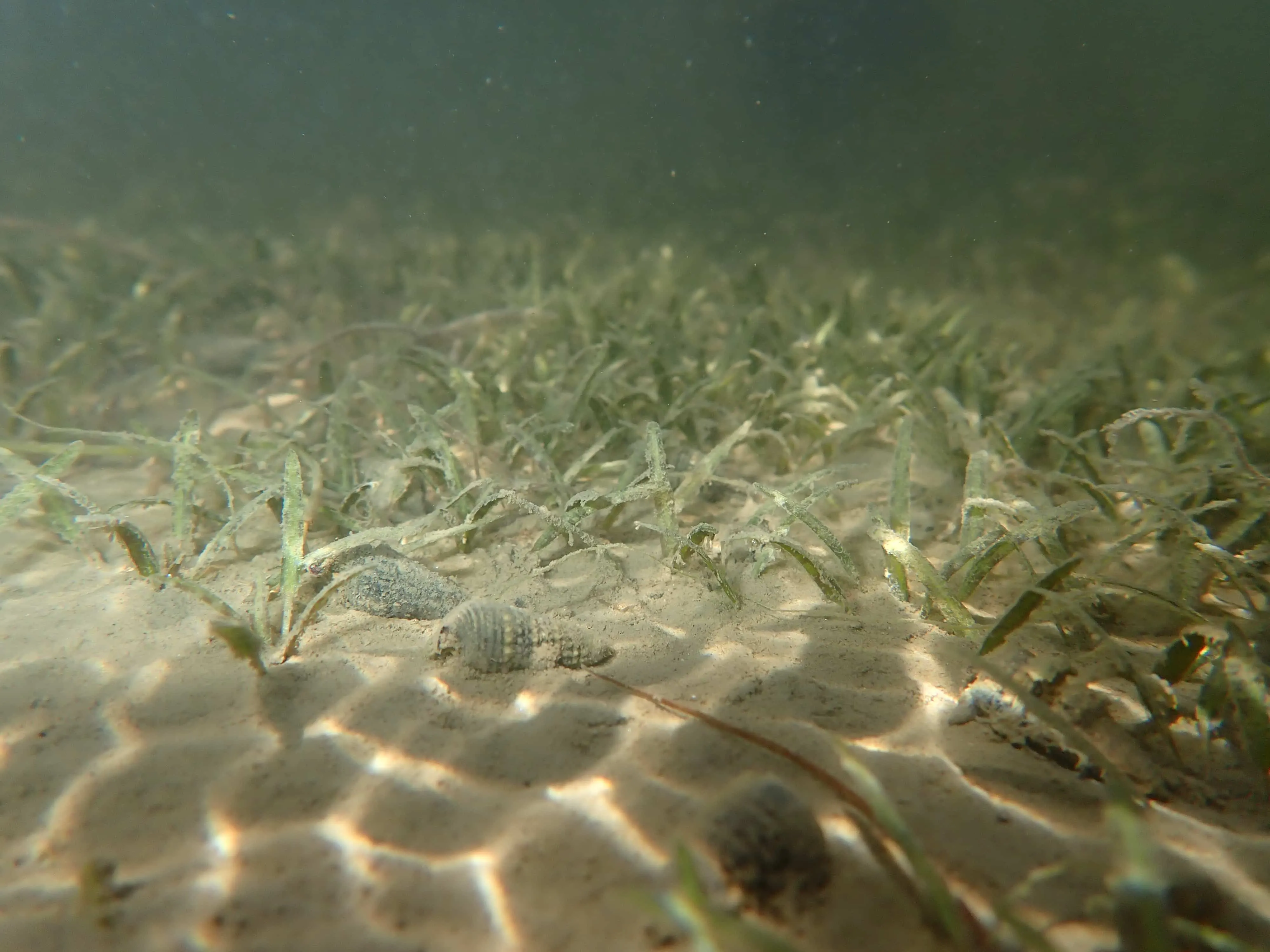 南山人壽與國立中山大學合作海草復育計畫。貝克氏鹽草具有良好碳封存潛力，有助調節海域的二氧化碳量和酸鹼值。(圖 _南山人壽提供)