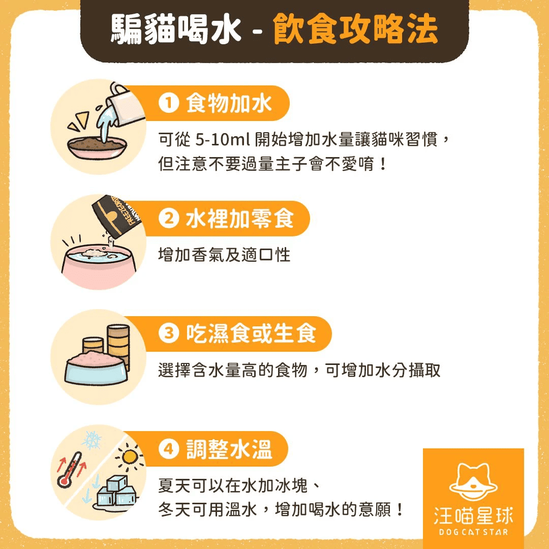 針對貓咪飲水量偏低的情況，透過飲食結構調整及水溫設計，有助於建立穩定的補水習慣，降低泌尿道問題與中暑風險。（圖汪喵星球提供）