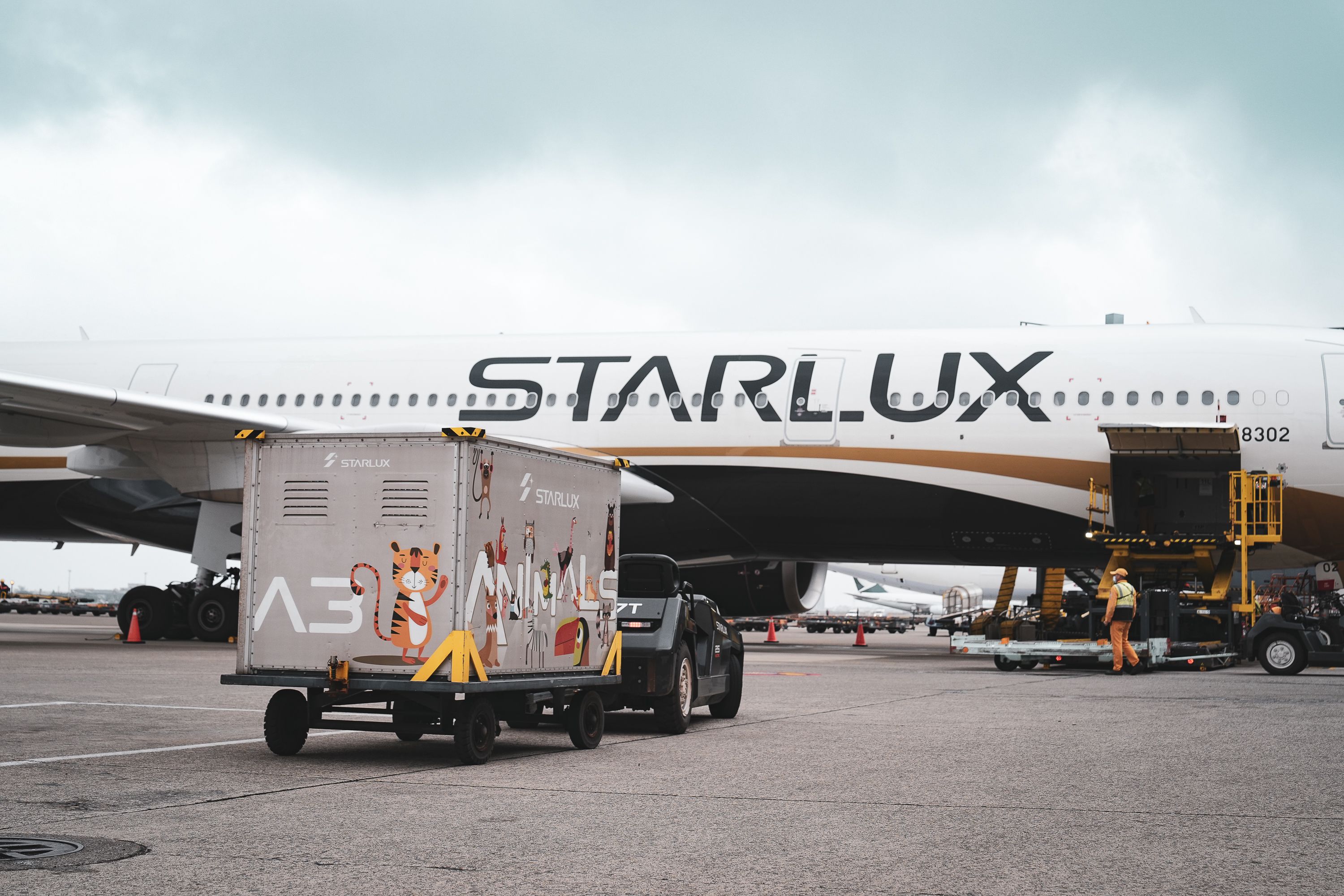 星宇航空領先業界，獨家榮獲IATA CEIV Live Animals活生動物認證。