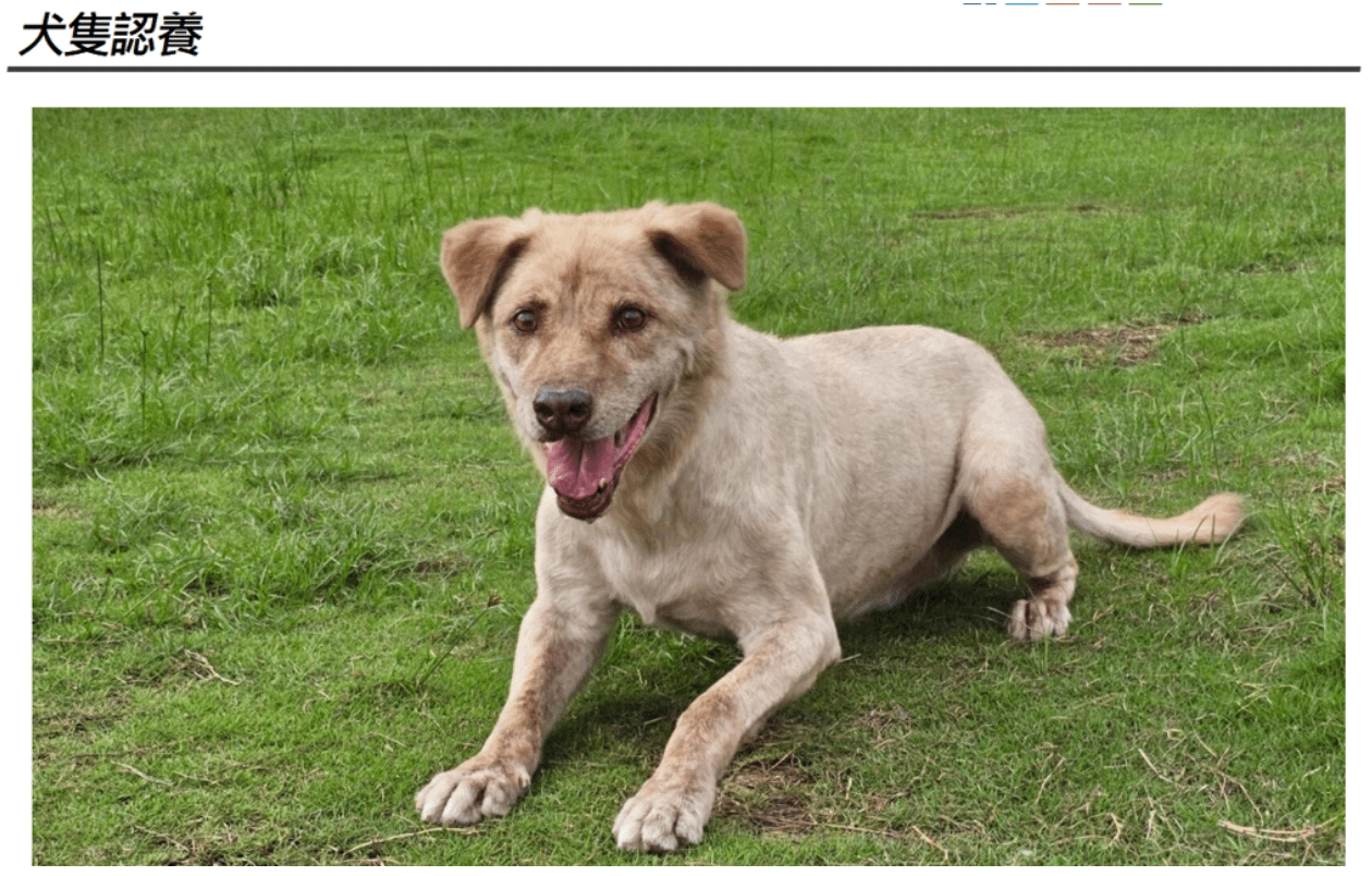 日前，有網友在收容所網站上看到市犬「棕棕」的領養資訊。（圖／翻攝自新竹市動物保護及防疫所網站）