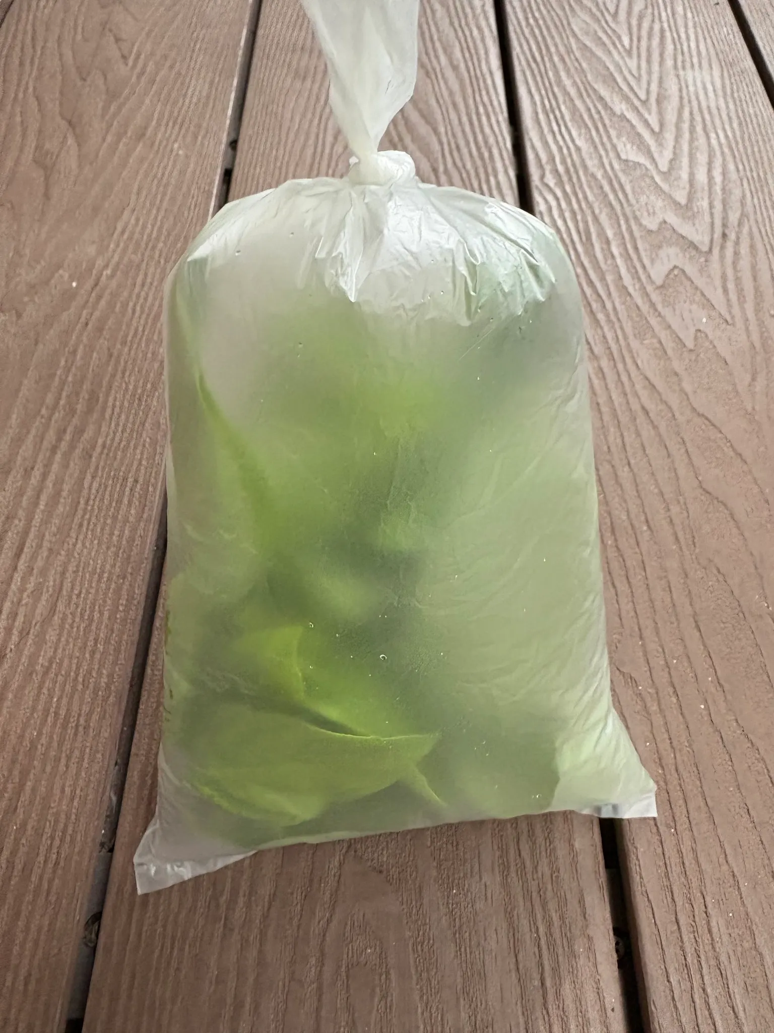 家事達人陳映如表示，九層塔買回家放入塑膠袋或罐中密封，可以保存更久。（圖／陳映如提供）