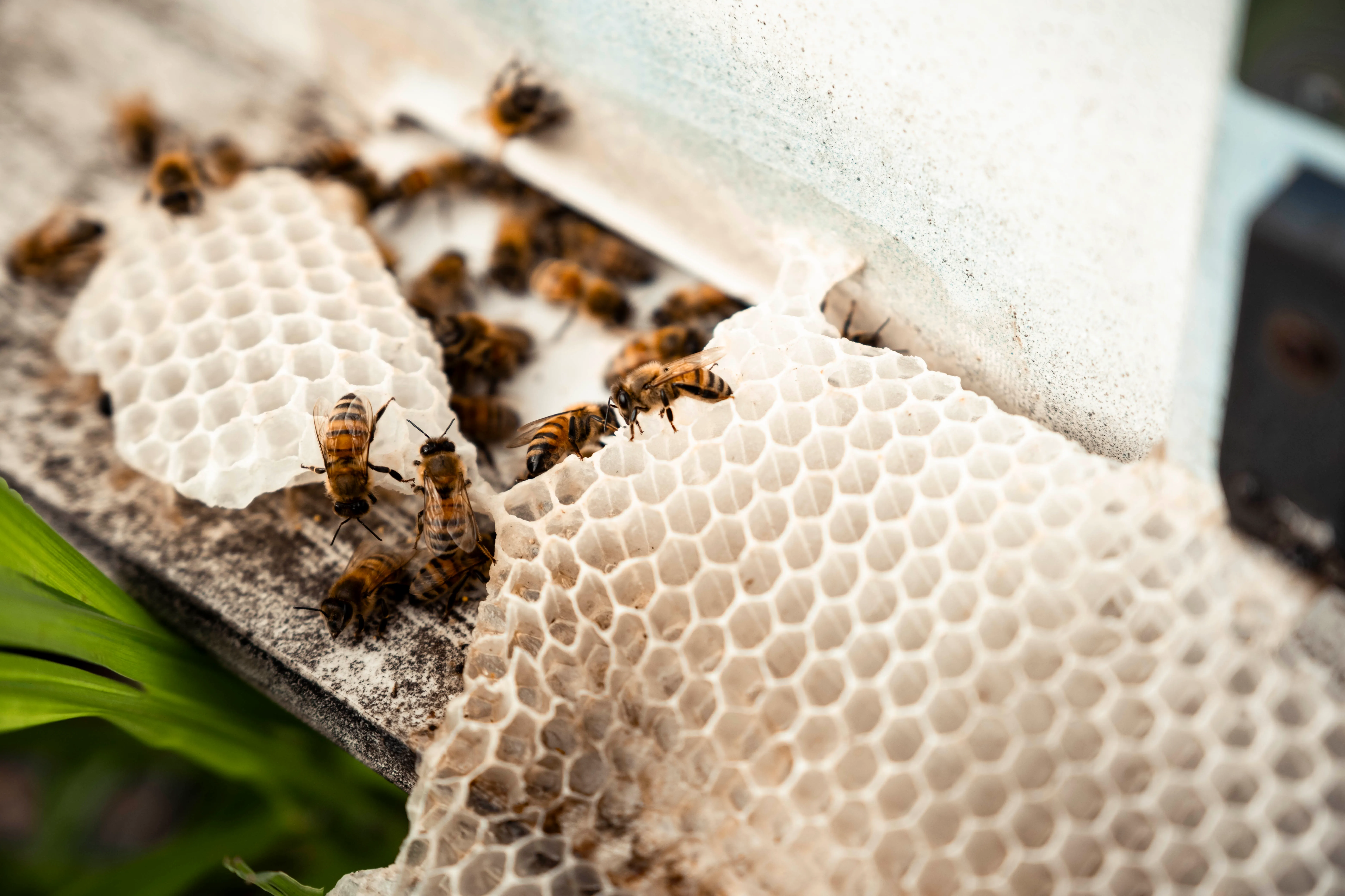 晴山蜂園所飼養的蜜蜂。（圖／吳宙棋）