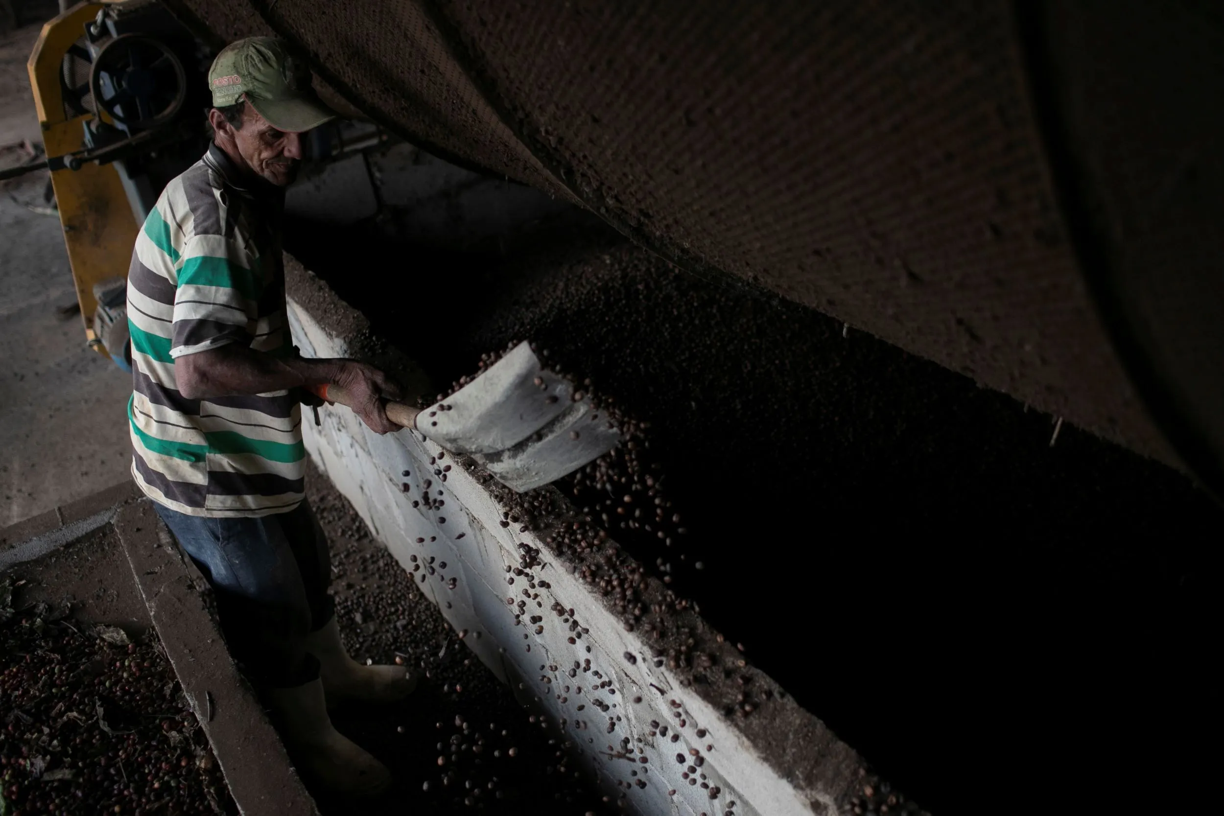 巴西農民正在進行咖啡豆篩選。（美聯社）