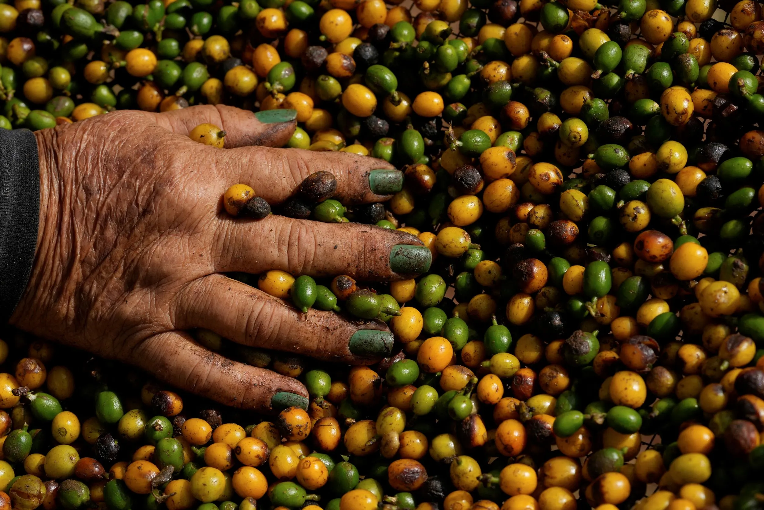 巴西農民正在採收新鮮咖啡果實。（美聯社）