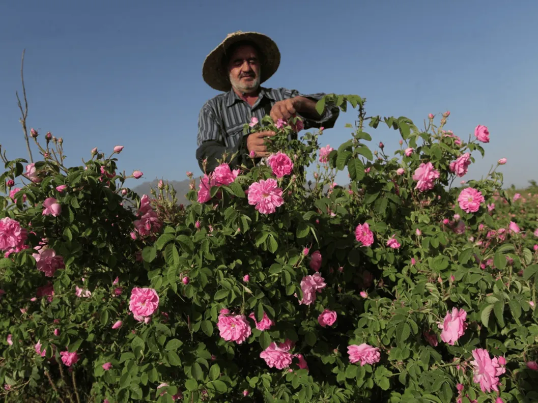 SoulKind系列產品成分中的有機大馬士革玫瑰純露來自伊朗克爾曼省山區，由當地小農以有機農法栽種。（圖片來源：SoulKind）