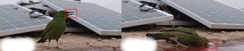 小鳥的喙在影片中出現了兩種顏色，為AI生成影片的常見瑕疵。（圖／MyGoPen）