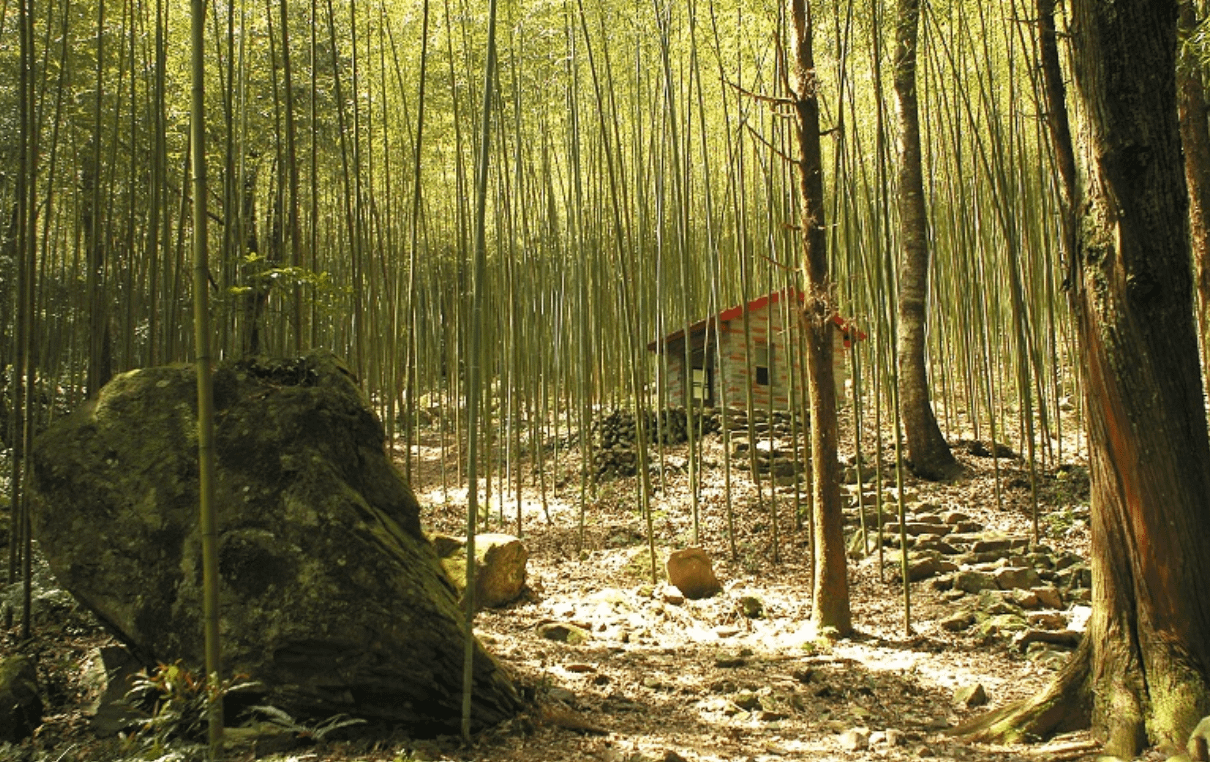 台灣森林樂園推薦：八仙山國家森林遊樂區 。（圖／取自台灣山林悠遊網）