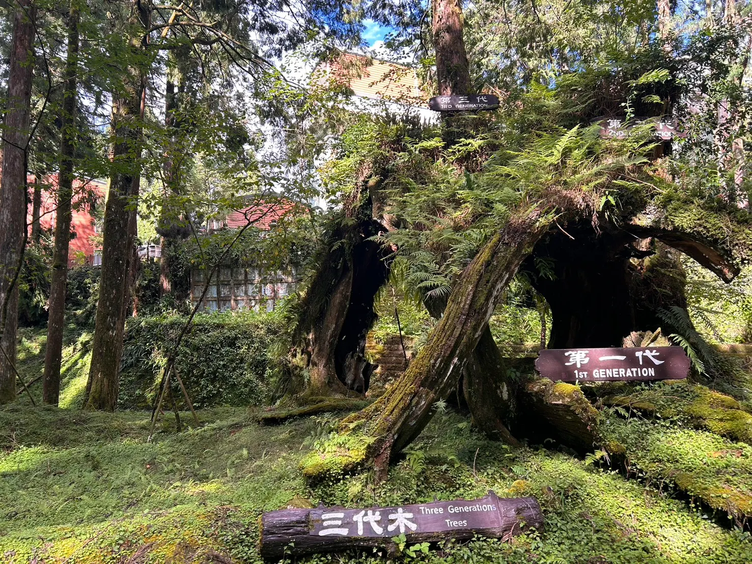 阿里山神木步道。（資料照／梁溶珈攝）
