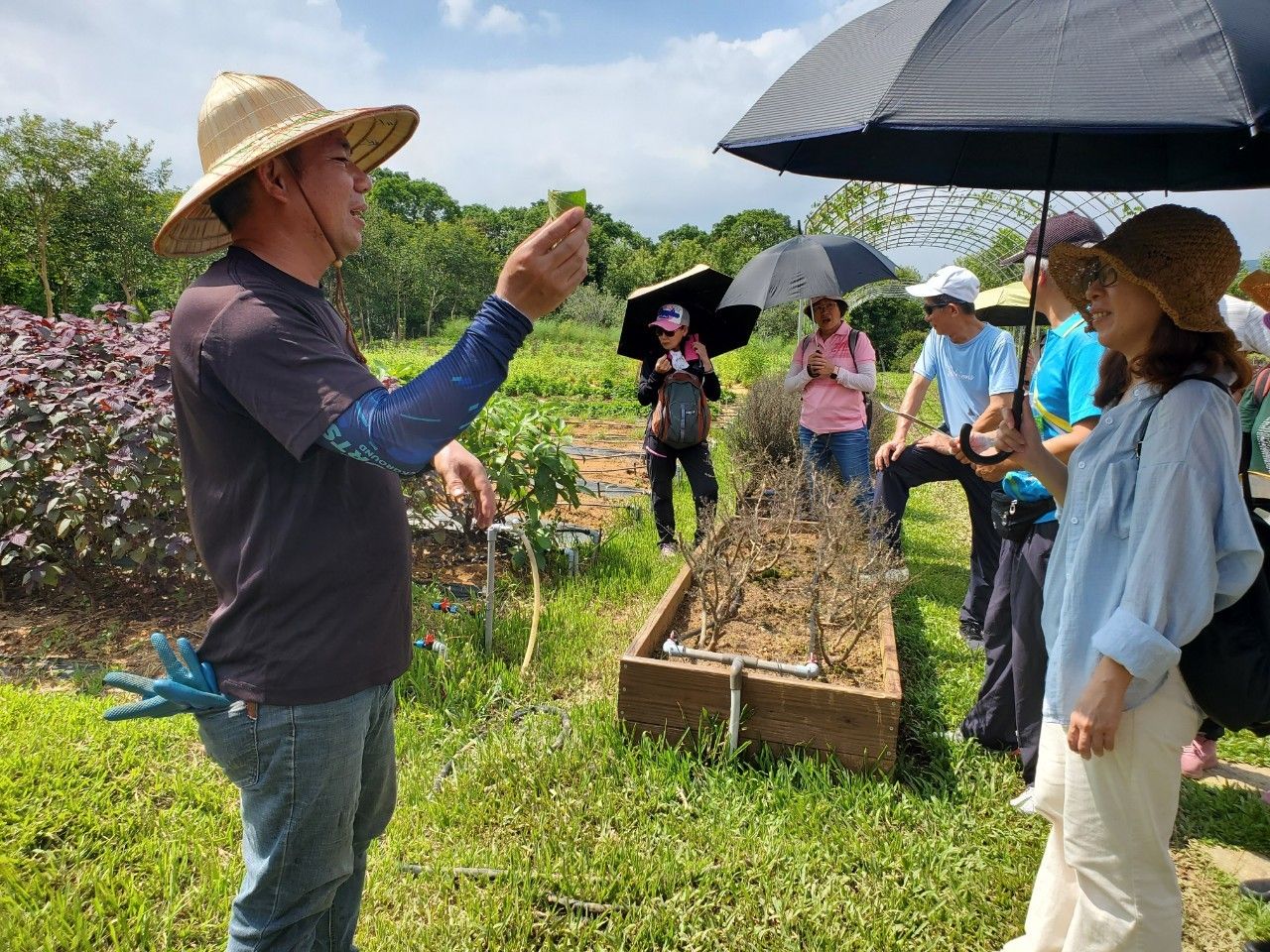 吾都生態園區是全台灣種植數量最多的野菜原生菜培育園區。（圖／桃園市政府風景區管理處）