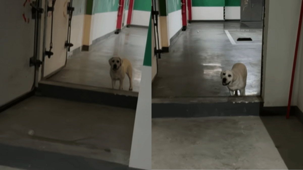 女子杜杜在深夜的地下室遇見一隻詭異的拉布拉多犬，拉不拉多叼著球，眼神空洞直直盯著杜杜。（圖／翻攝自抖音）