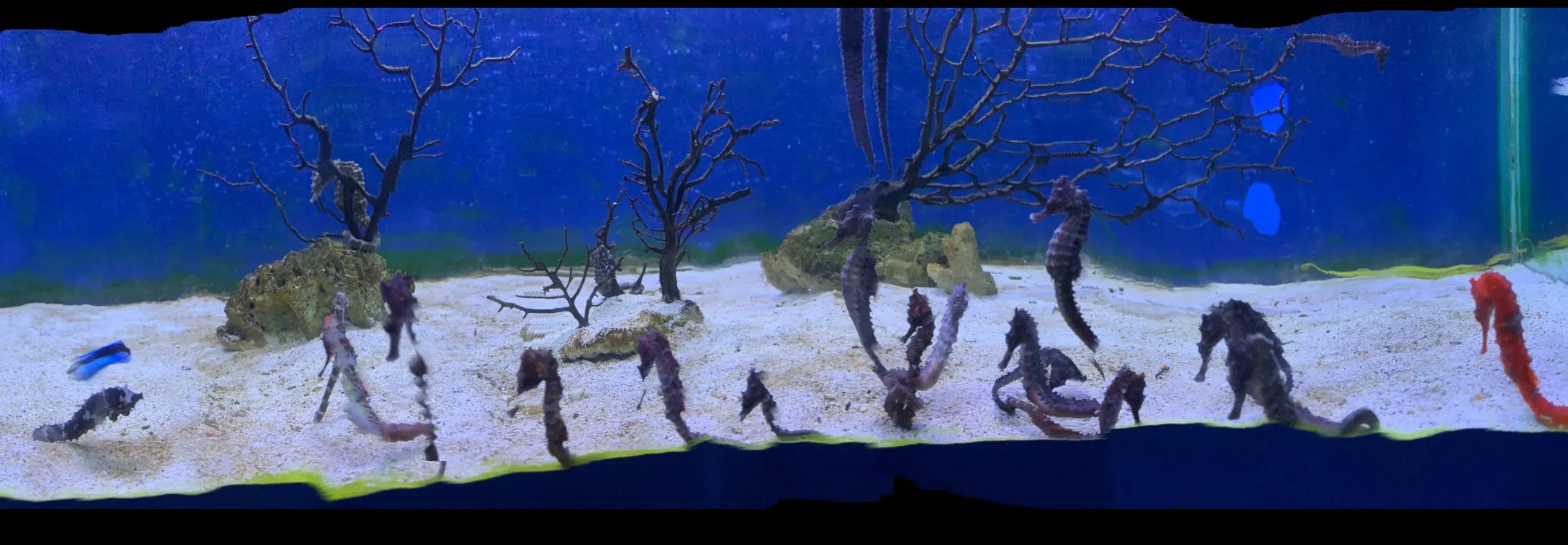 台灣知名水族館驚傳熄燈！走過30年歷史民眾不捨，館方回應了。（圖／取自澄清湖海洋奇珍園臉書）