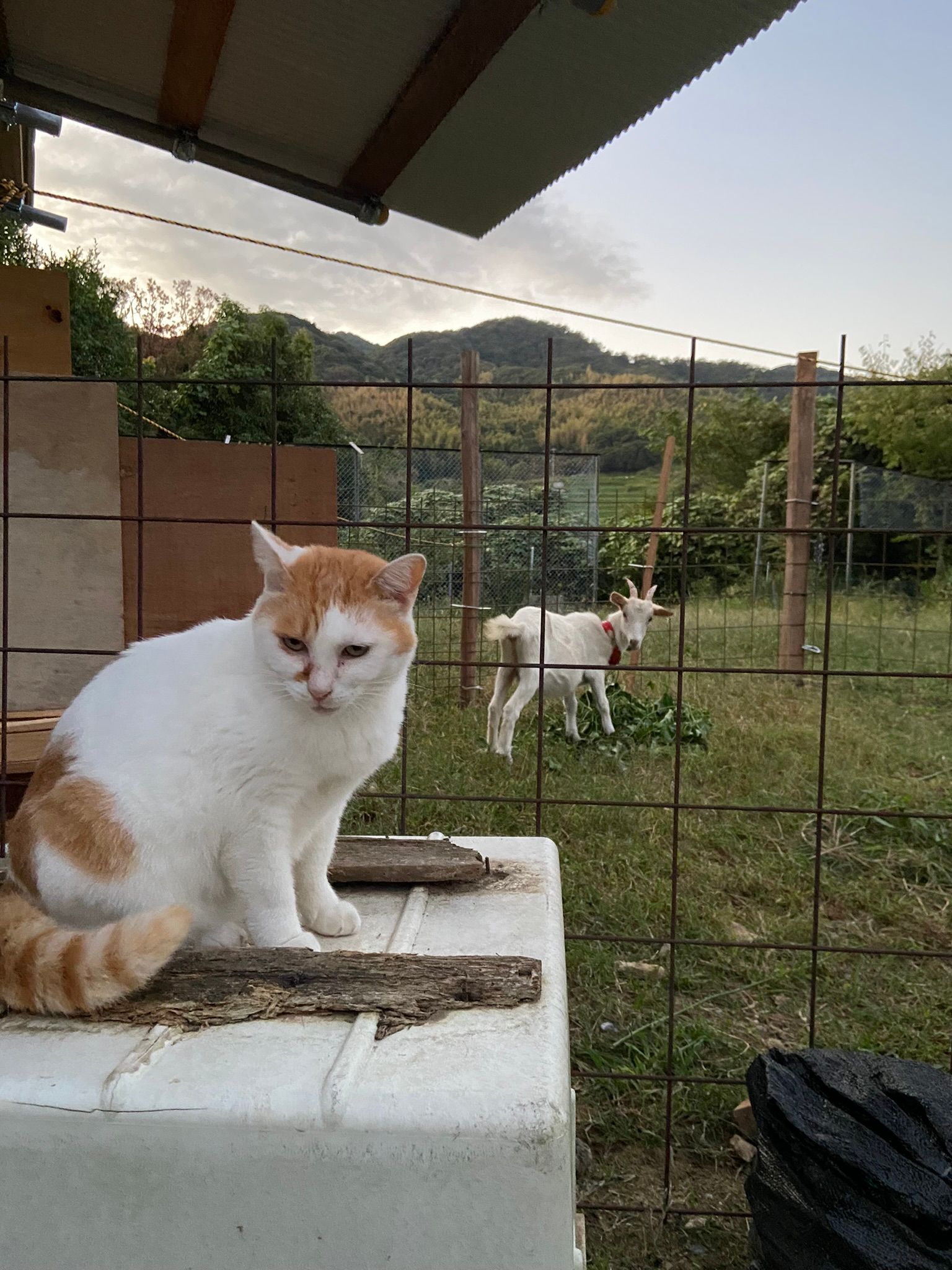 台南家の店内には羊と猫が飼われ、楊百泓は四季を通じて暮らせる「桃花島」を作りたいと考えている。（台南家提供）