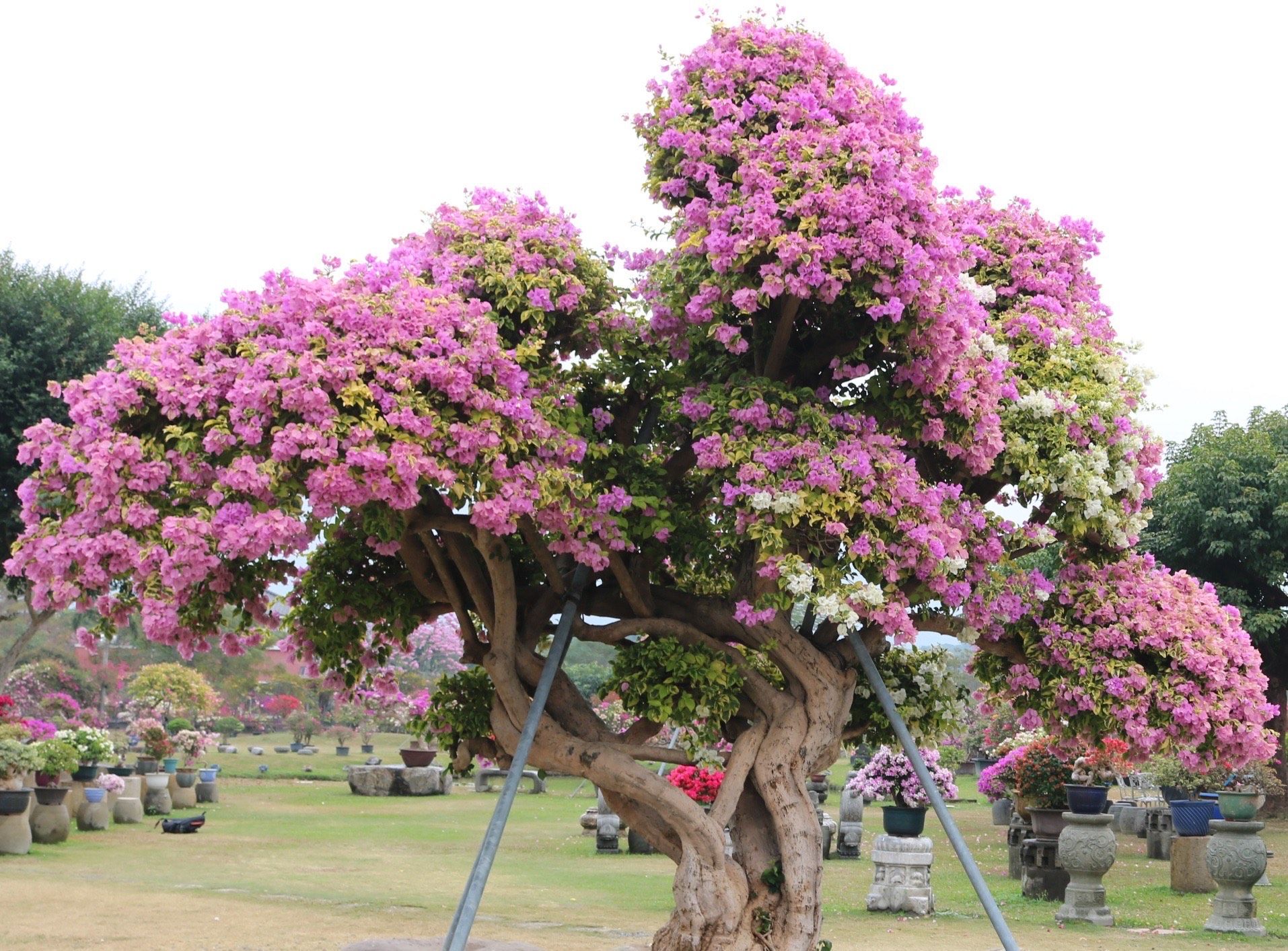 九重葛不僅觀賞價值高，栽培管理也不難，只要掌握幾個要點，人人都能輕鬆成為「綠手指」。（圖/種苗場提供）