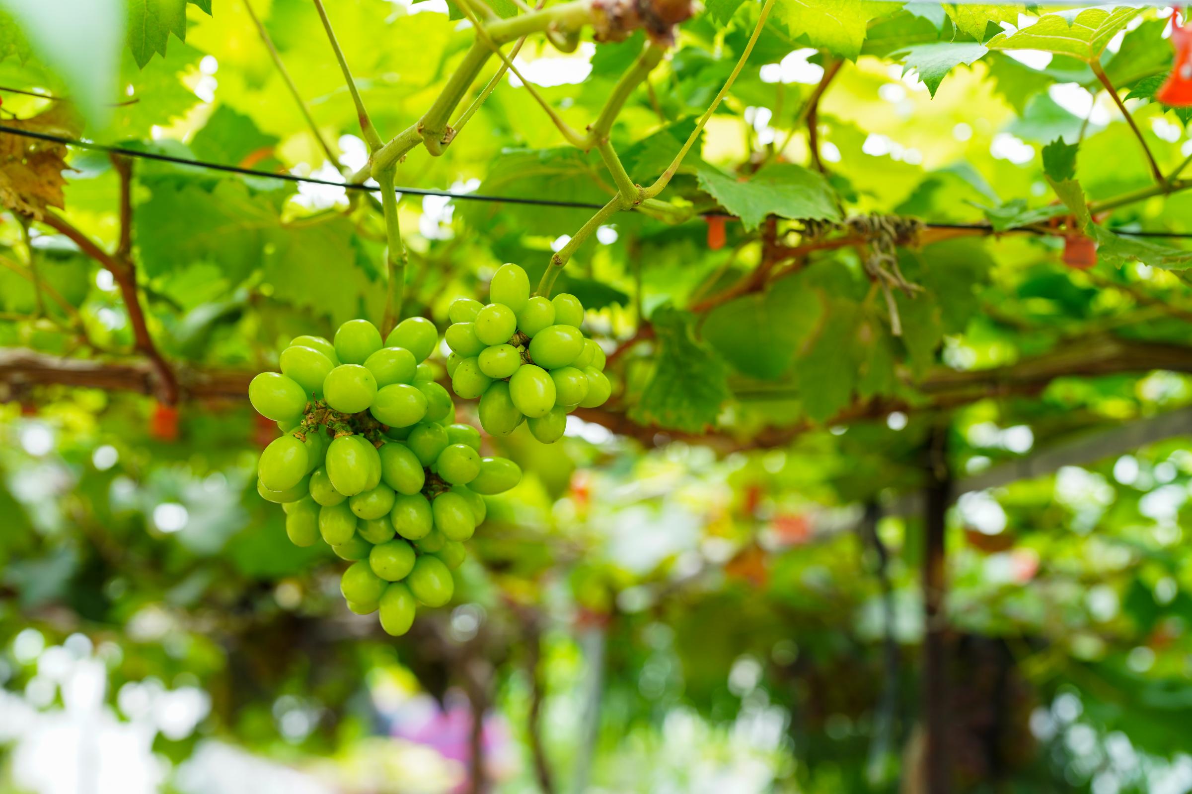 返鄉青農種植的葡萄。（胡家嫻攝）