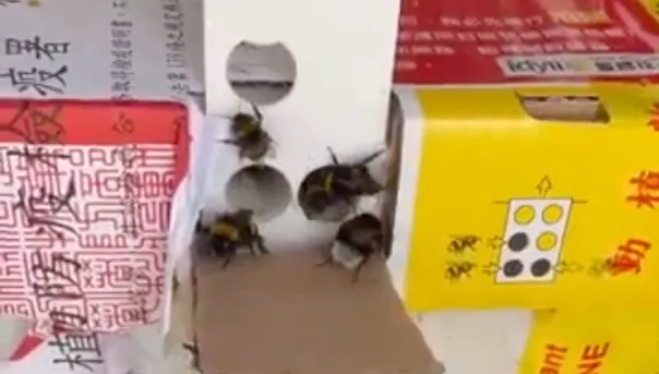 許書賓在朝陽科技大學農業輔導團隊協助下，導入熊蜂授粉。（許書賓提供）