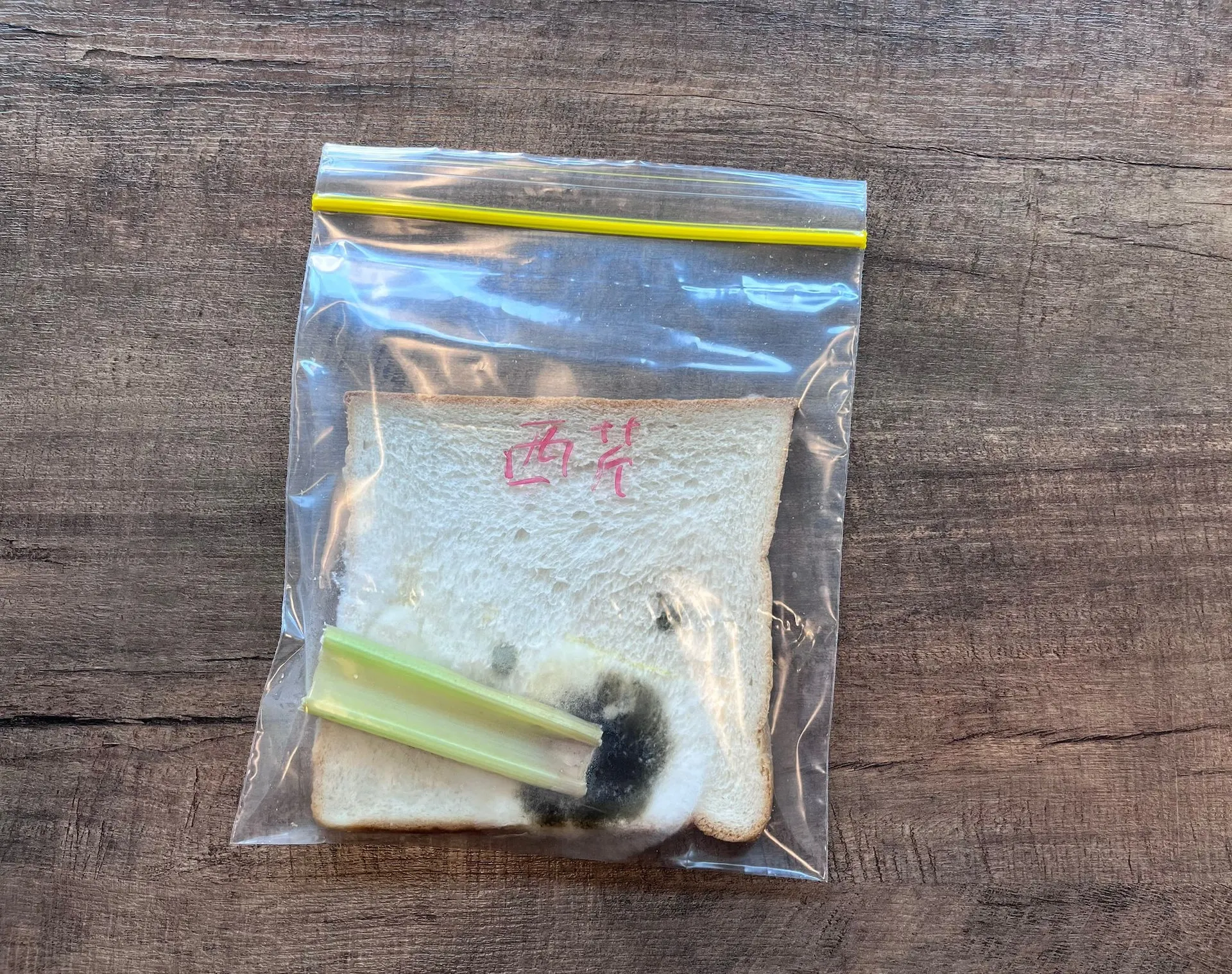 經過10天，用西芹保存法的麵包完全壞掉。（圖／香港01提供）