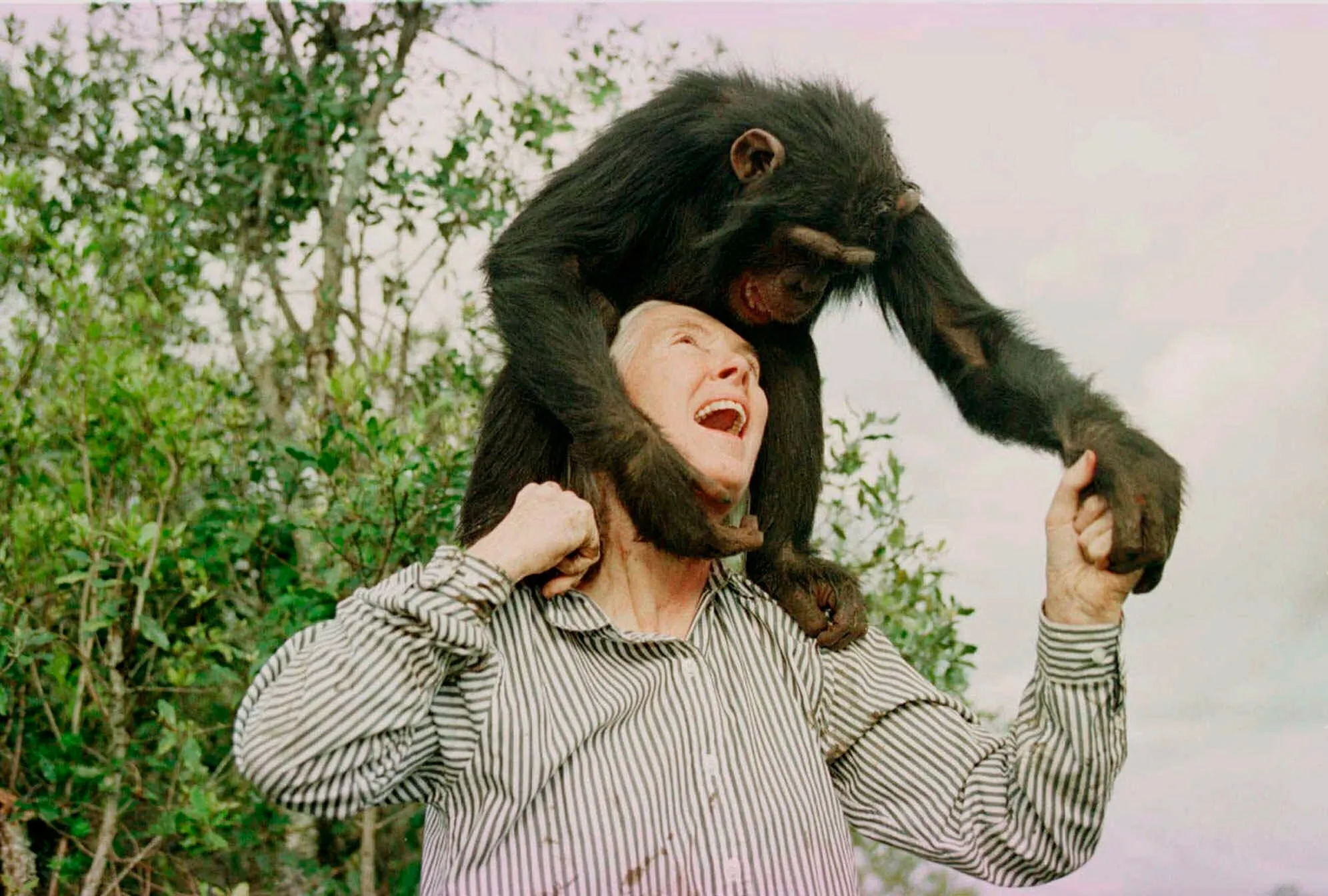 霊長類学界の巨匠であり保護運動の先駆者であるジェーン・グドール（Jane Goodall）。（AP通信）