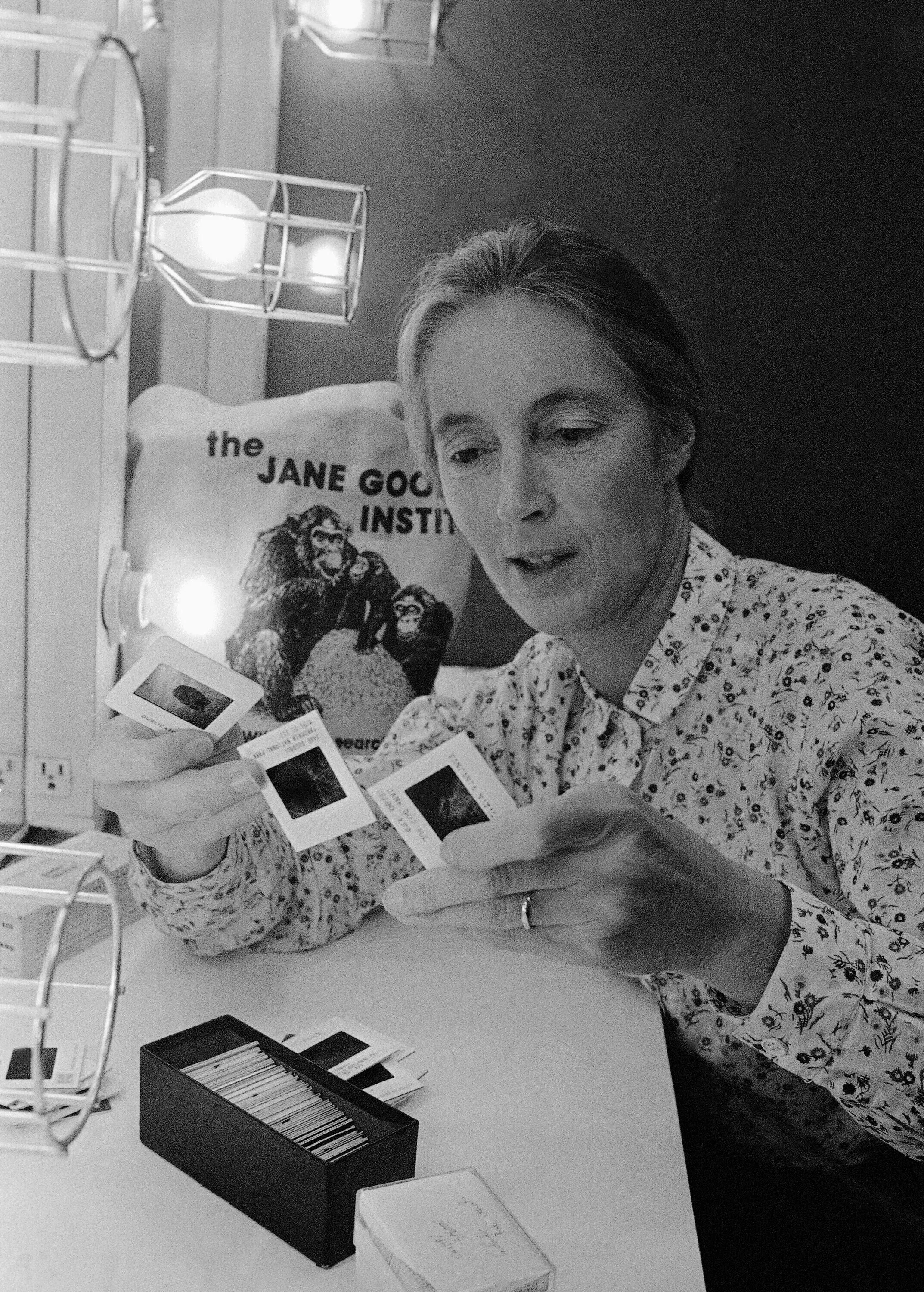 霊長類学界の巨匠であり保護運動の先駆者であるジェーン・グドール（Jane Goodall）は1960年代に霊長類研究に専念した。（AP通信）