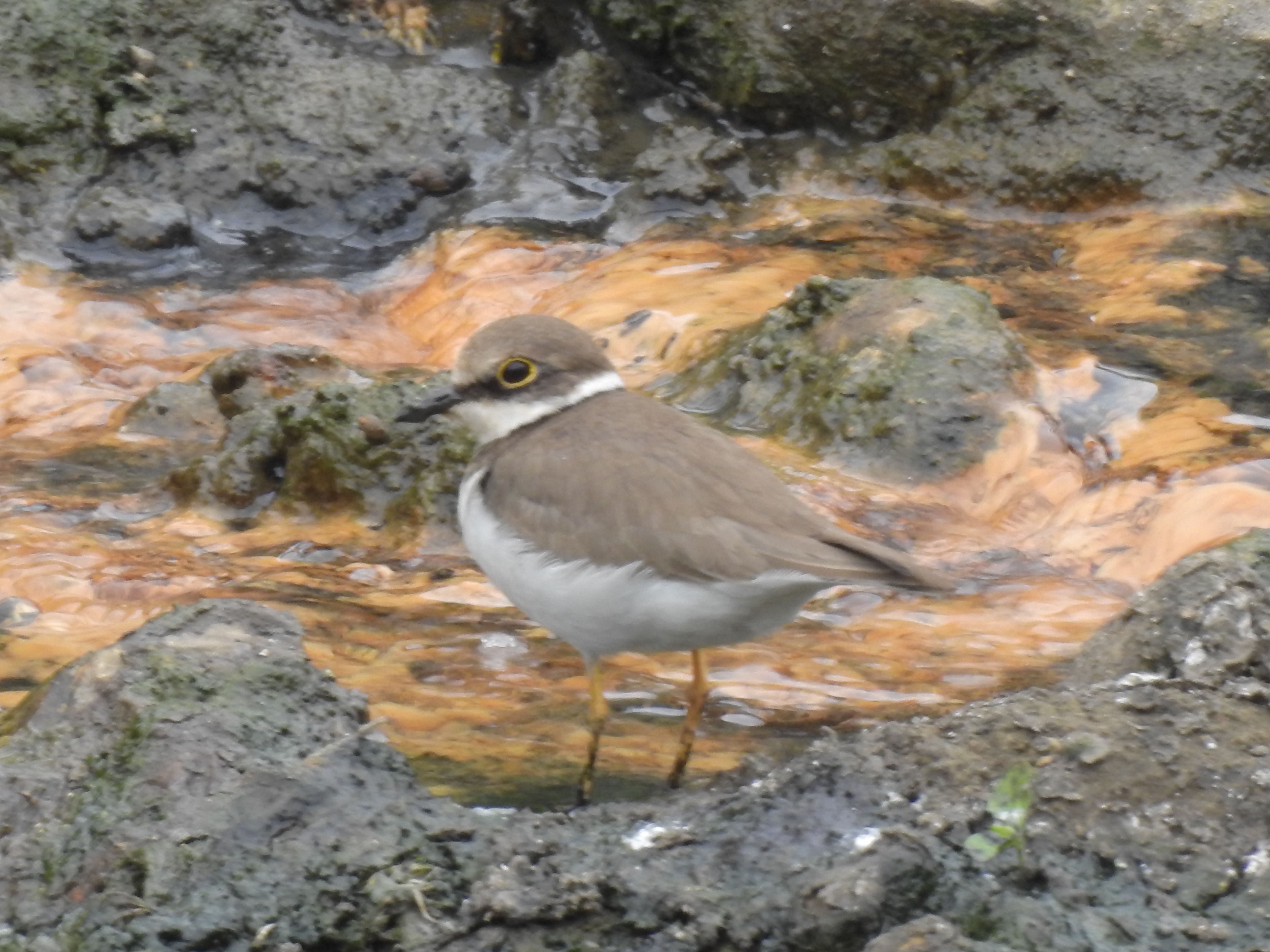 小環頸鴴在台灣是普遍而規律的冬候鳥，在湳仔溝也可以發現。(圖/新北市水利局提供)
