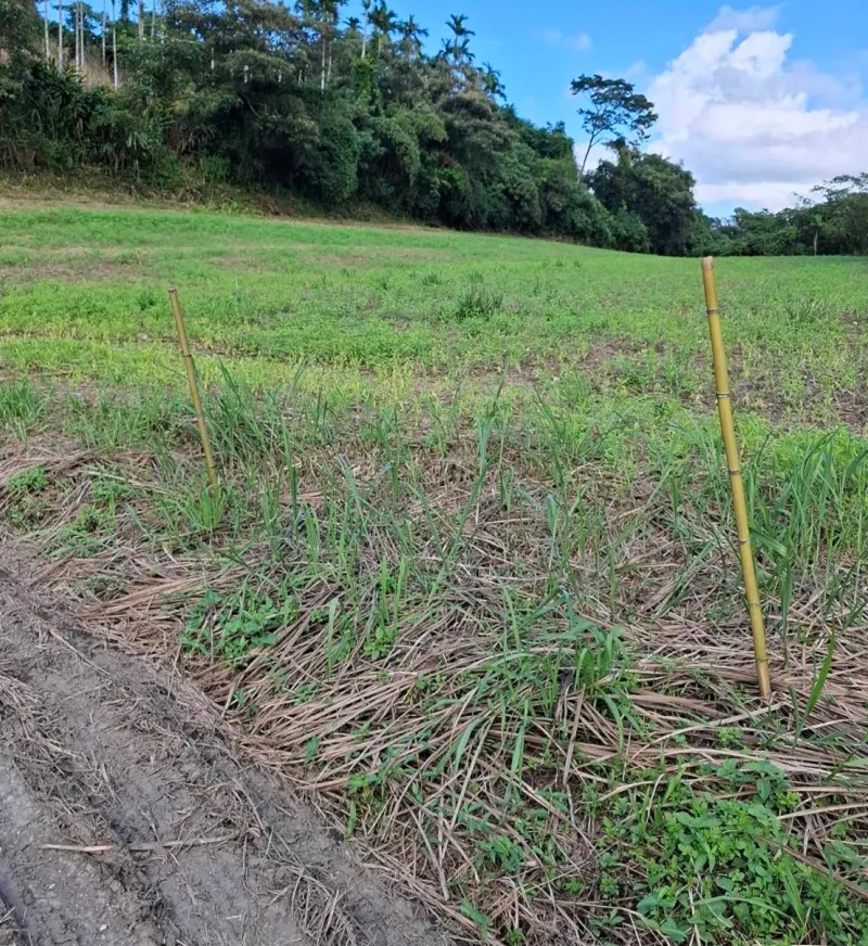 崙布山（Dauqpusan）考古遺址現地一隅，圖中為位於花蓮縣卓溪鄉的崙布山遺址現場，竹竿所標示的範圍為考古調查區域之一。.（作者提供）