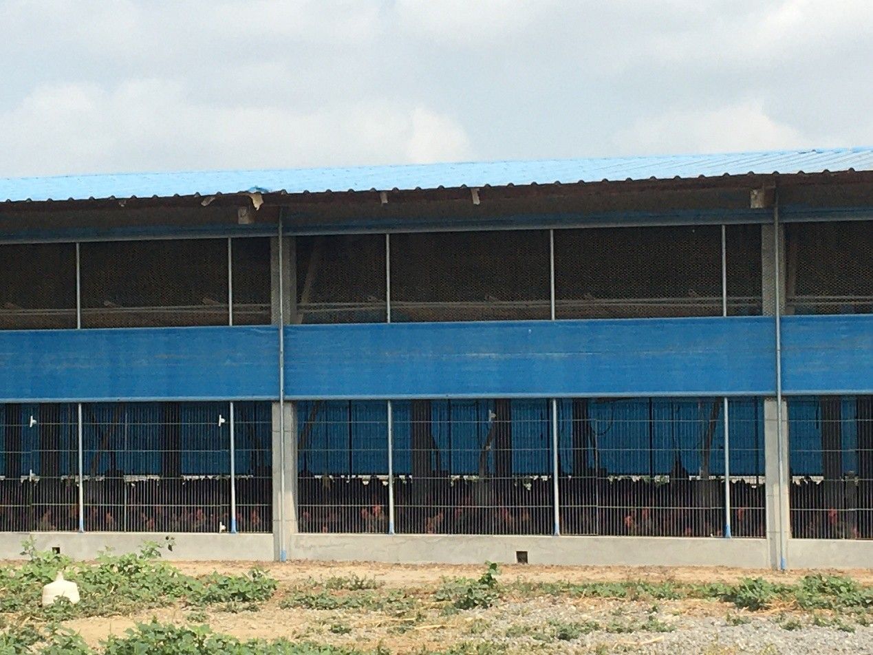 養禽業者持續強化生物安全防疫措施-禽舍防鳥設施架設及維護。(圖/台南市動保處)